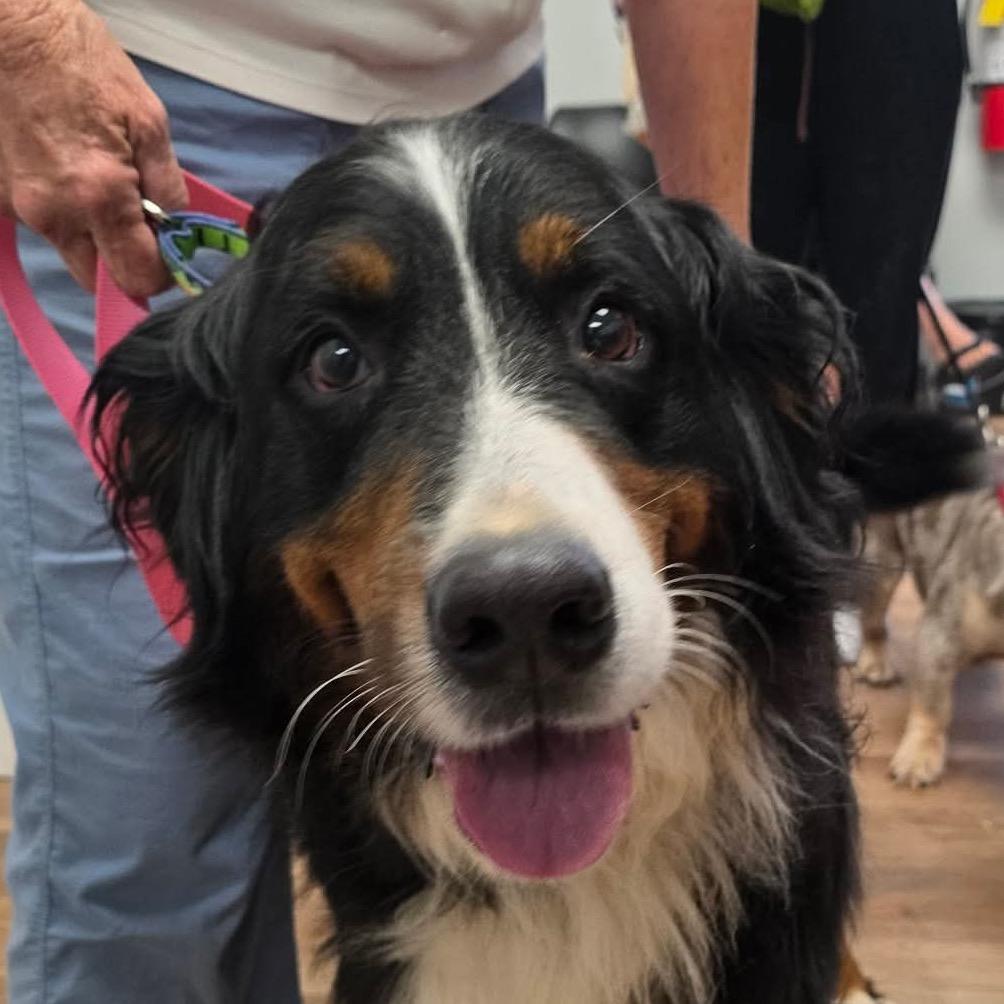 Enlarge Dolores, a Adoptable Bernese Mountain Dog in Sinking Spring, PA image 6/6