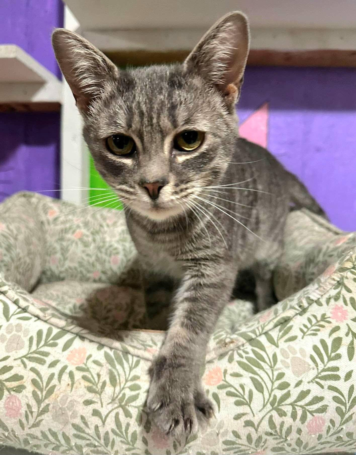 Enlarge Axel, a ADOPTABLE Tabby in Attleboro, MA image 3/3