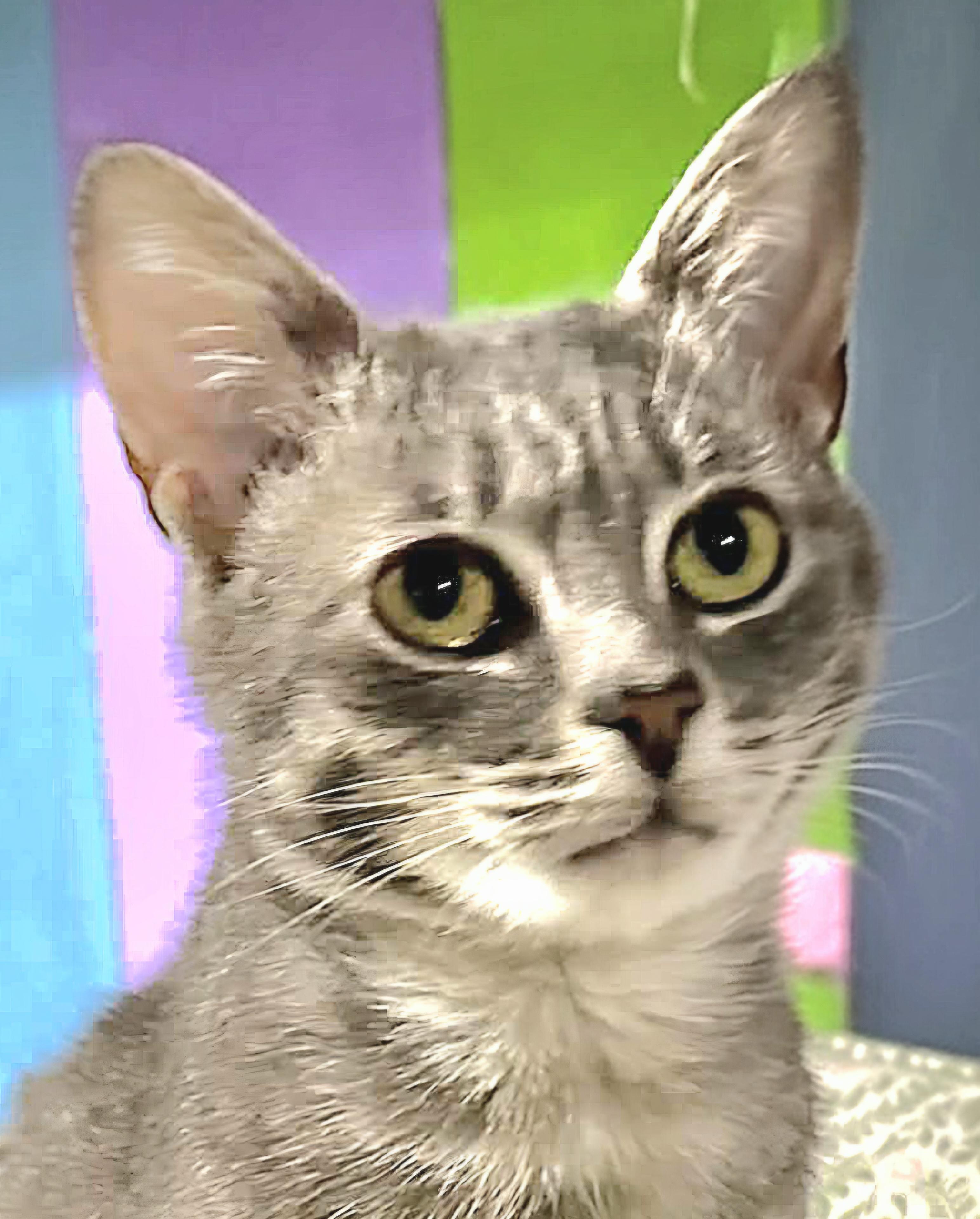 Axel, ADOPTABLE, Young Male Tabby.
