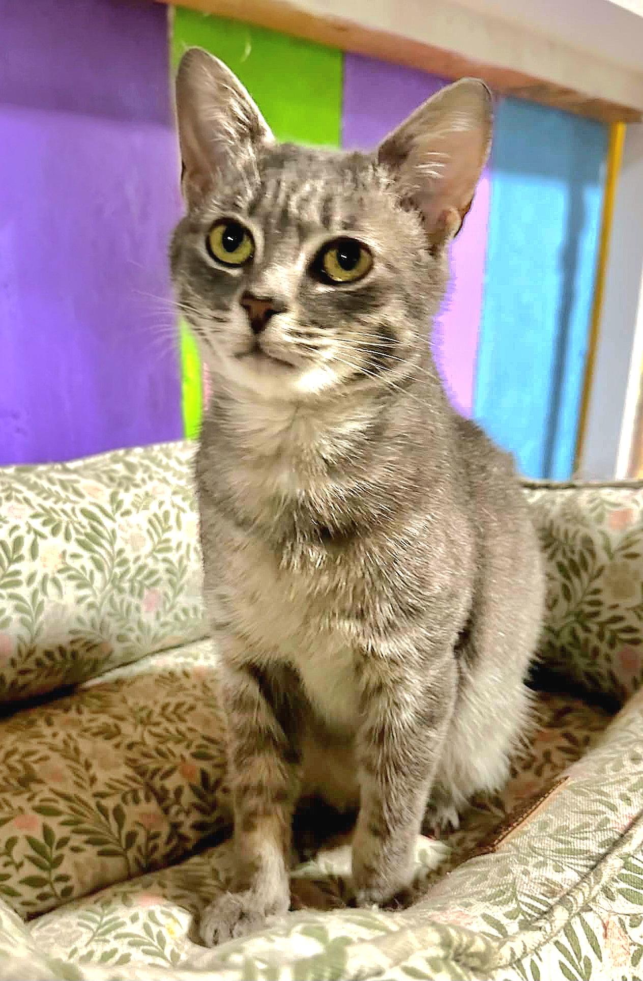 Enlarge Axel, a ADOPTABLE Tabby in Attleboro, MA image 2/3