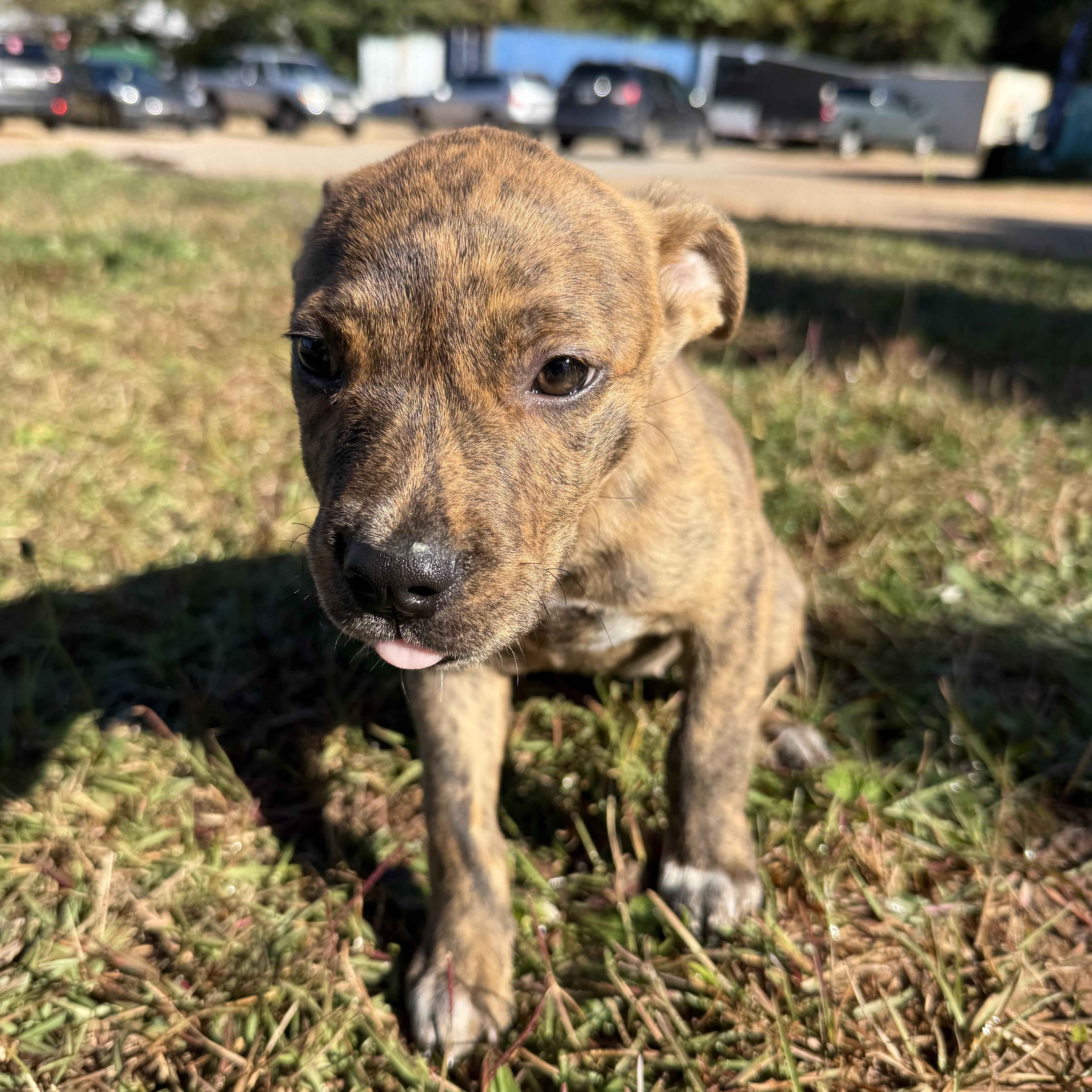 Holiday Season thumbnail 5