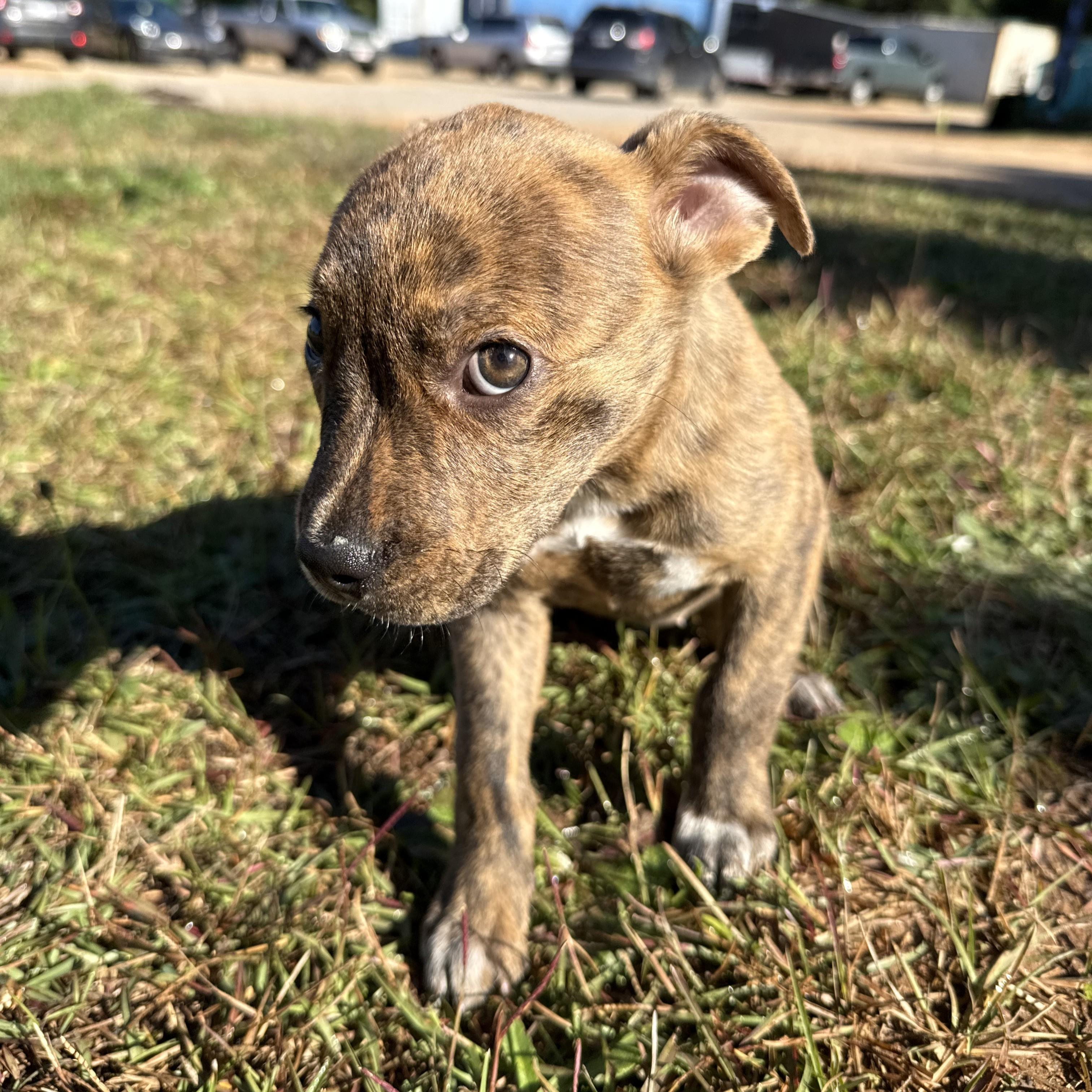 Holiday Season thumbnail 4