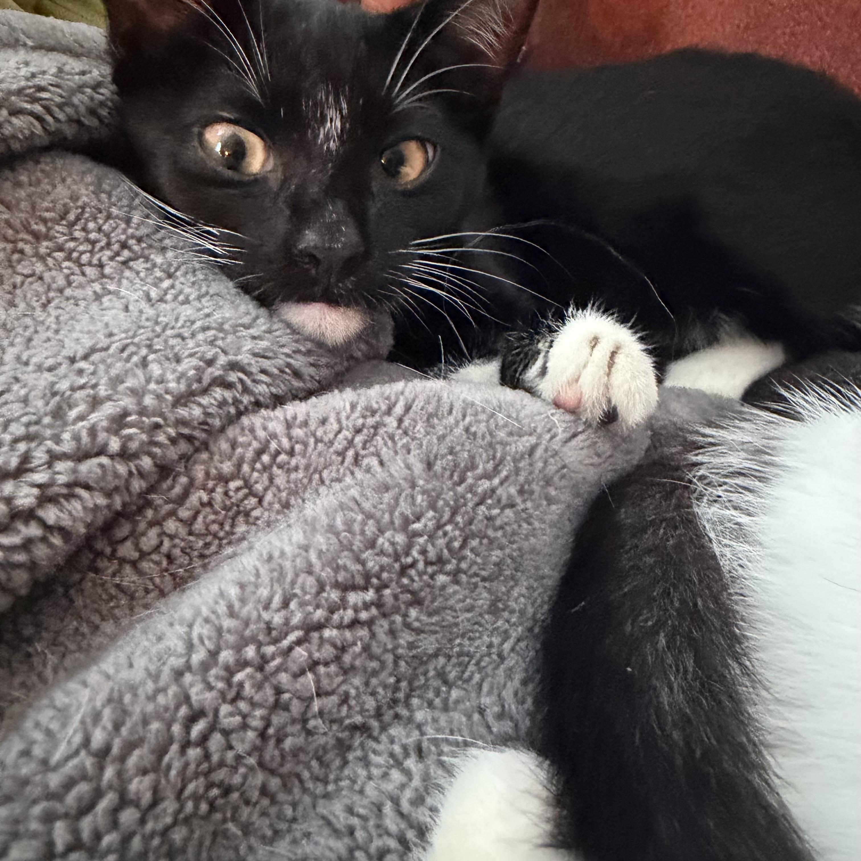 Enlarge Javadi, a Adoptable Domestic Short Hair in New York City, NY image 4/4