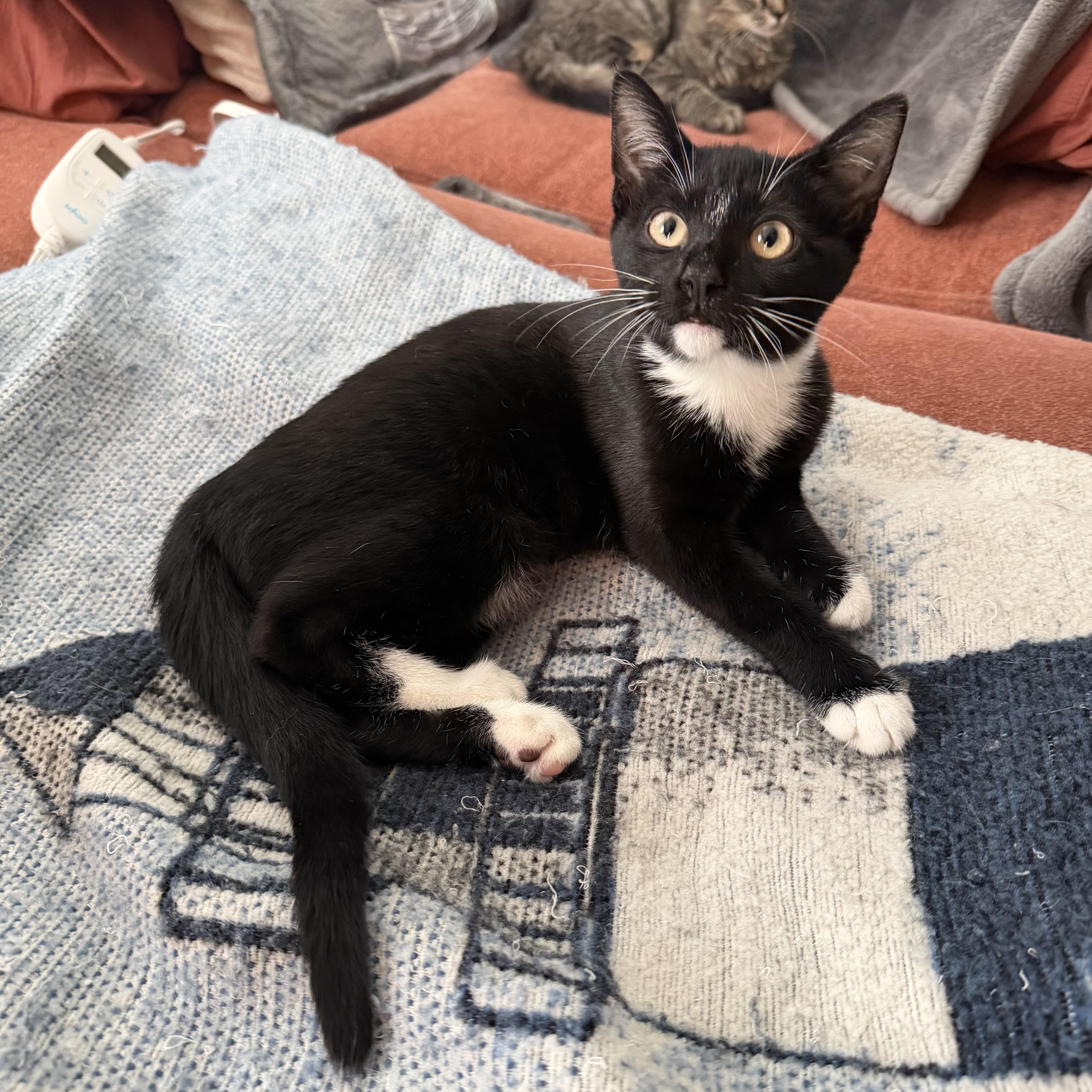 Enlarge Javadi, a Adoptable Domestic Short Hair in New York City, NY image 3/4