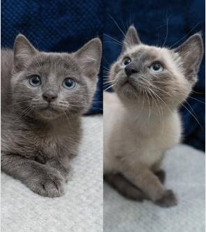 Betty Boop & Butterball (Bonded Pair), adopted, Kitten Female Siamese & Domestic Short Hair.