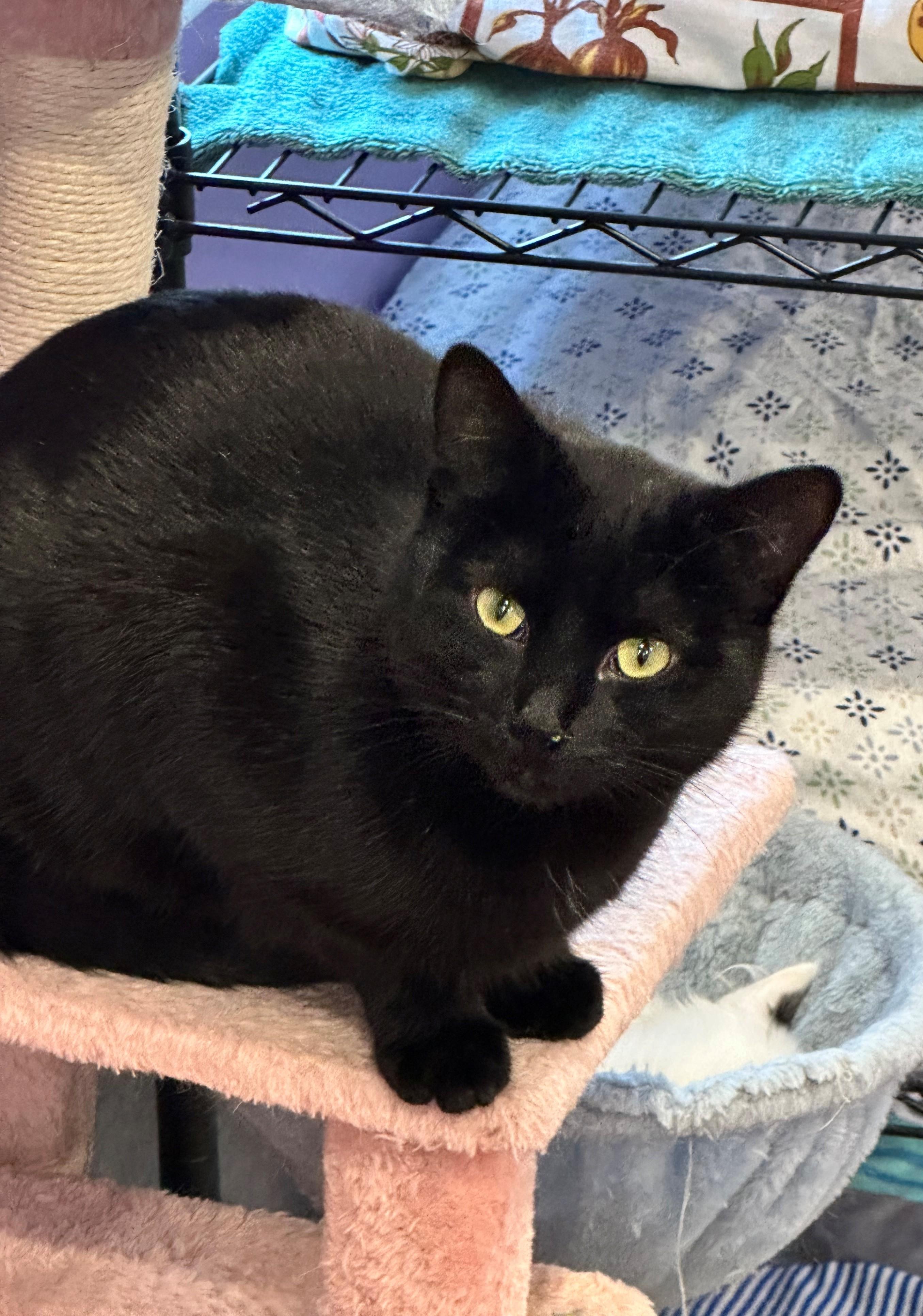 Charlotte and Scarlett, an adoptable Domestic Short Hair in Coalhurst, AB, T0L 0V0 | Photo Image 1