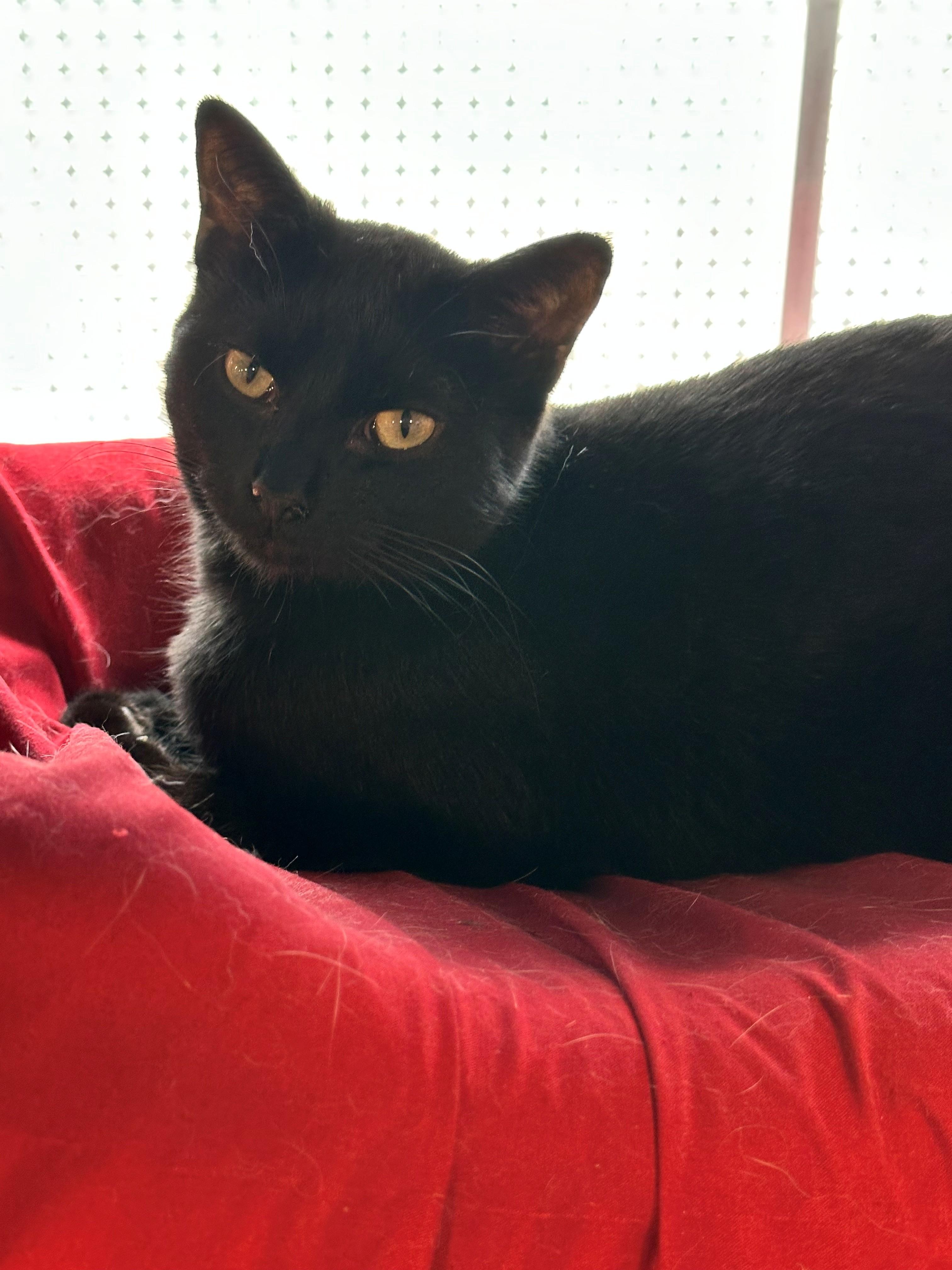 Charlotte and Scarlett, an adoptable Domestic Short Hair in Coalhurst, AB, T0L 0V0 | Photo Image 2
