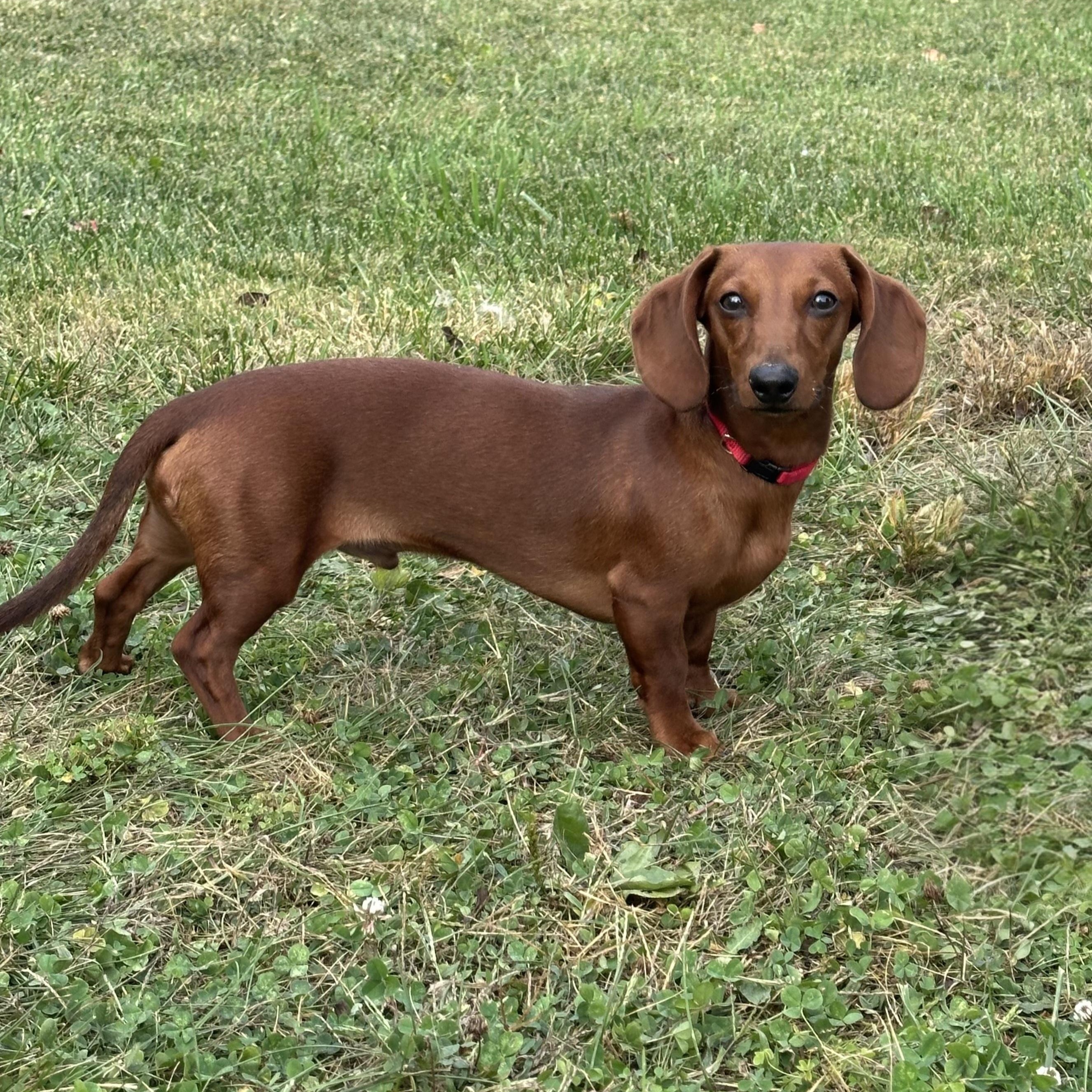 Joey, a Adoptable Dachshund in Lebanon, OH image 3/3