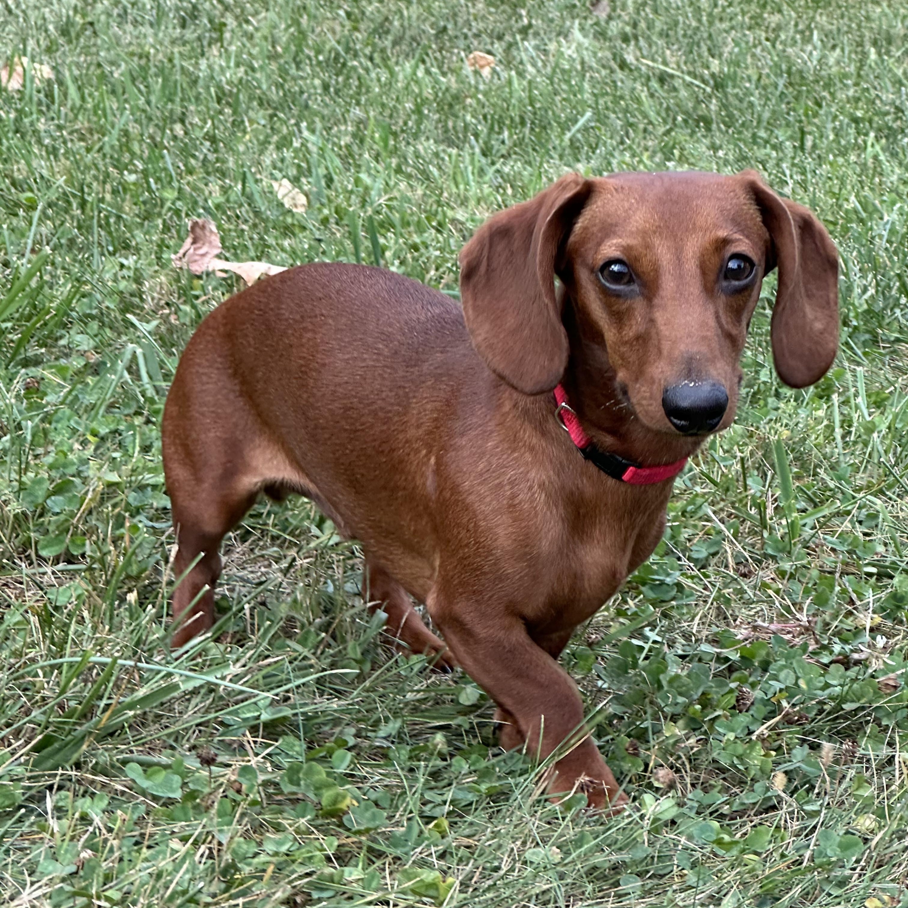 Joey, Adoptable, Young Male Dachshund.
