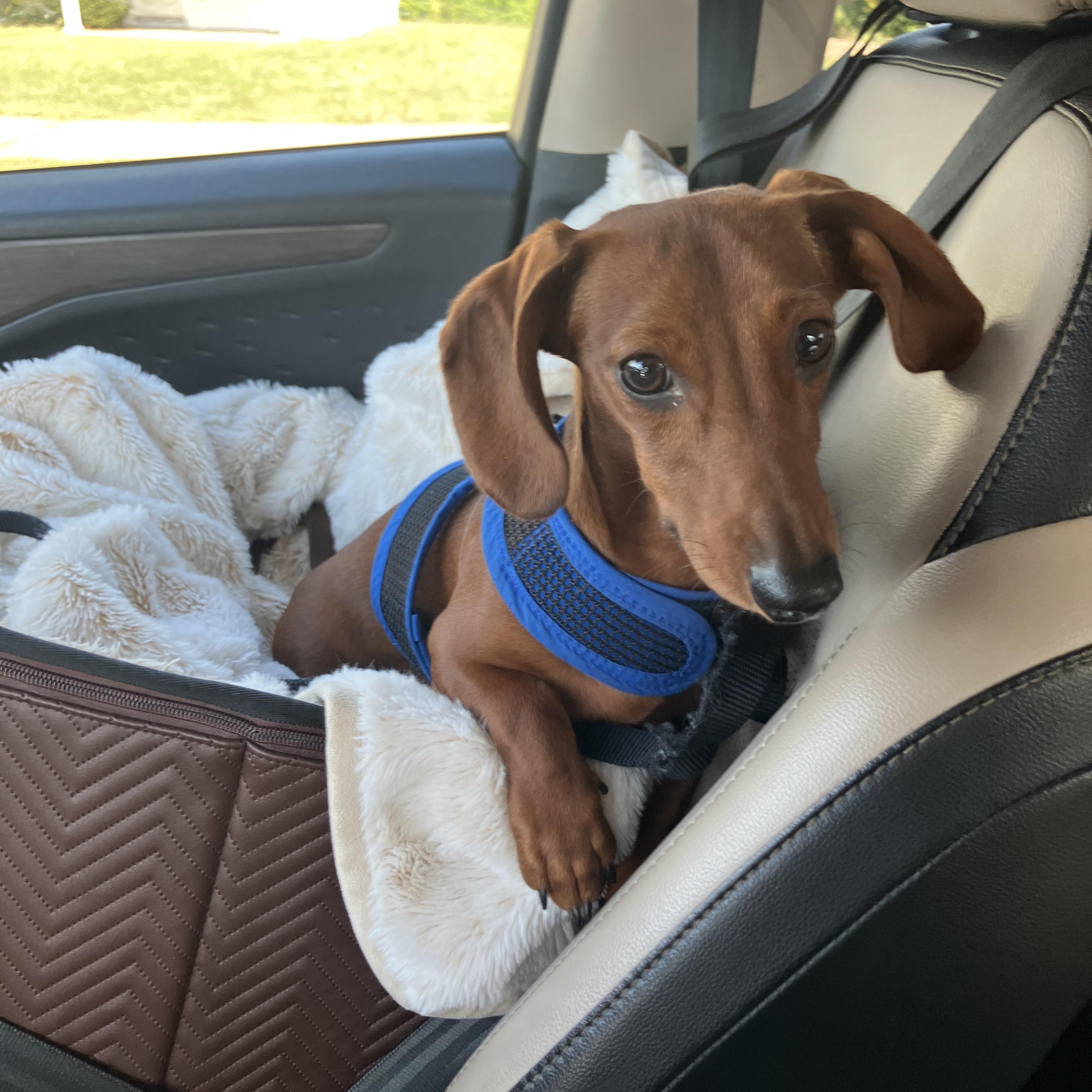 Joey, a Adoptable Dachshund in Lebanon, OH image 2/3