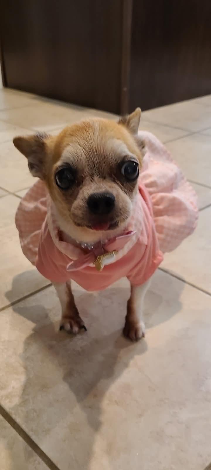 Enlarge Misty, an adoption pending Chihuahua in Temecula, CA image 1/6