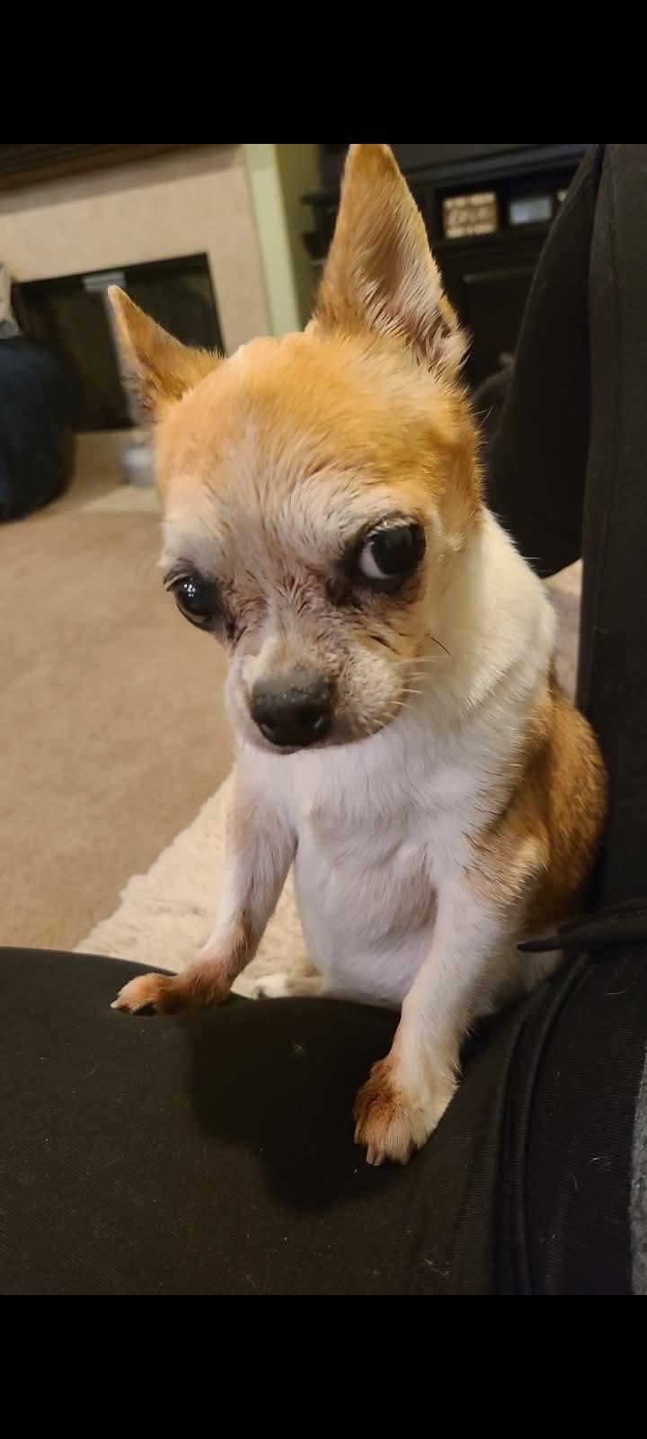 Enlarge Misty, an adoption pending Chihuahua in Temecula, CA image 2/6