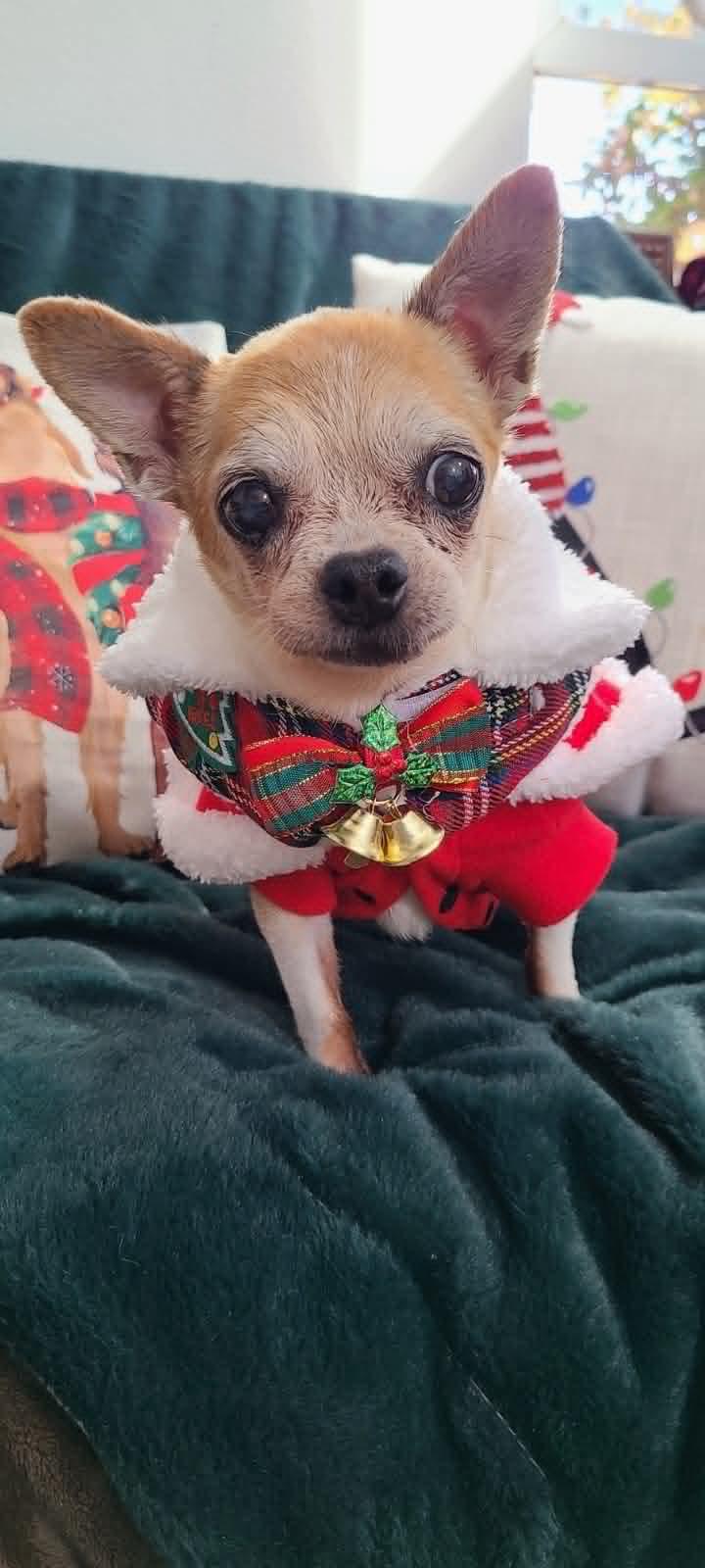 Enlarge Misty, an adoption pending Chihuahua in Temecula, CA image 5/6