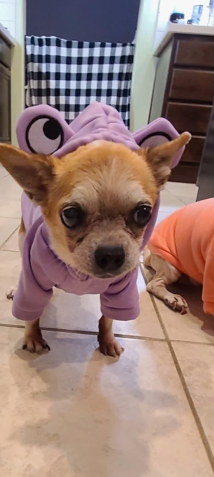 Enlarge Misty, an adoption pending Chihuahua in Temecula, CA image 3/6