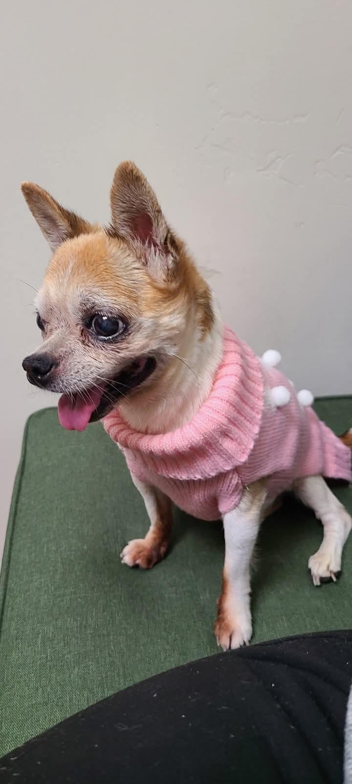 Enlarge Misty, an adoption pending Chihuahua in Temecula, CA image 4/6