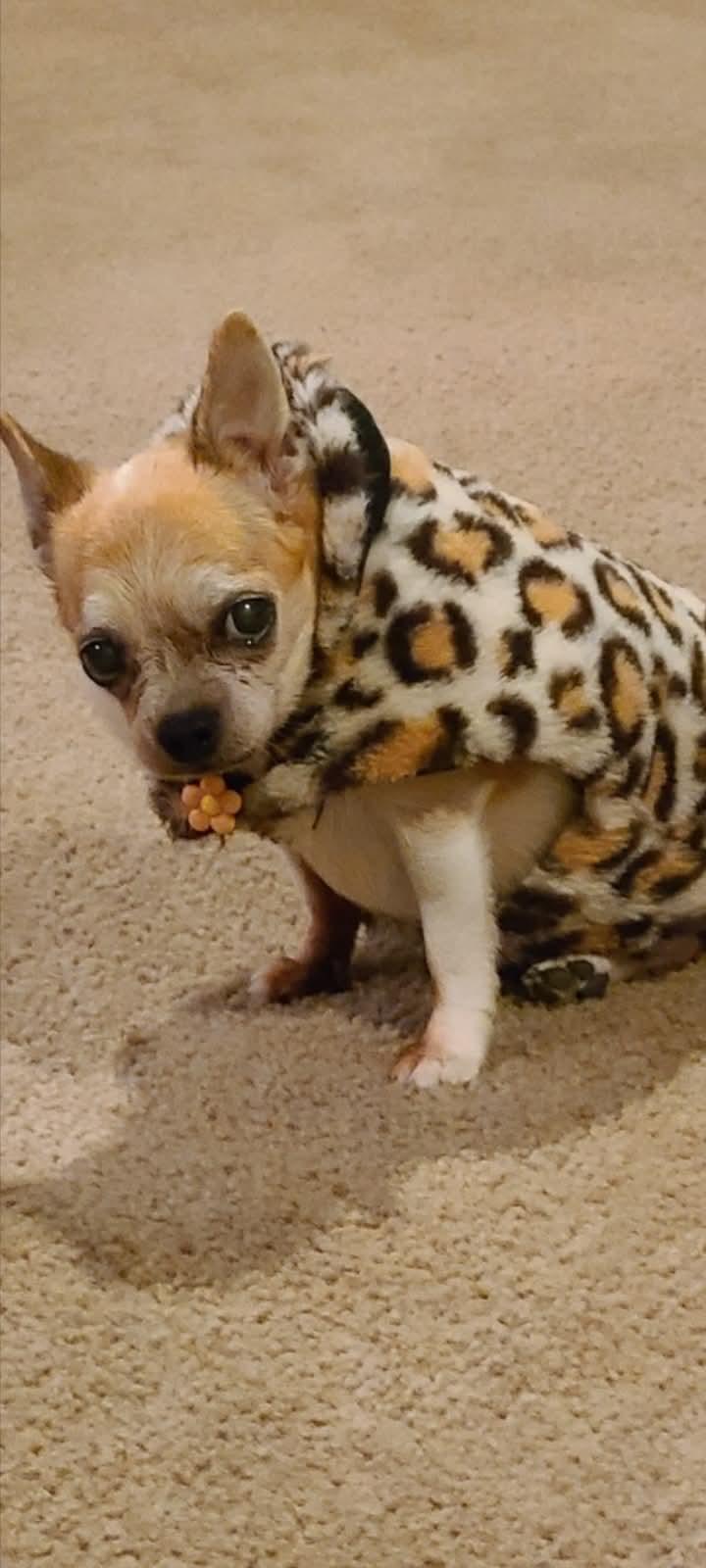 Enlarge Misty, an adoption pending Chihuahua in Temecula, CA image 6/6