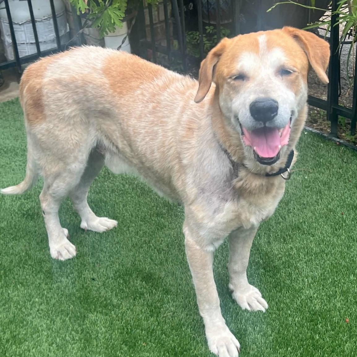 Colson, a ADOPTABLE mixed breed in Bethel, VT image 2/4