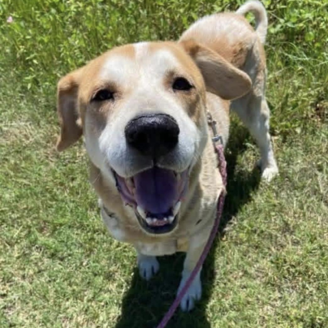 Colson, ADOPTABLE, Adult Male Retriever & Mixed Breed.