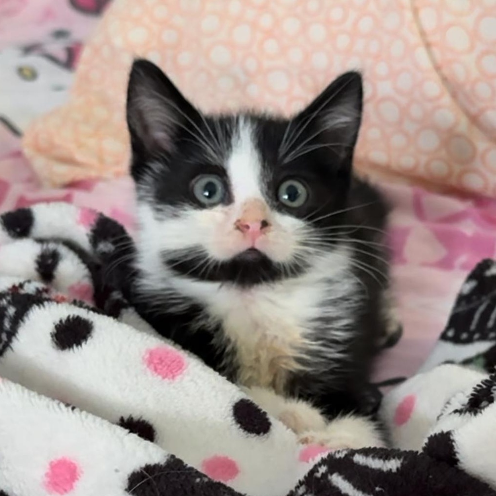 Saxton — thumbnail 3