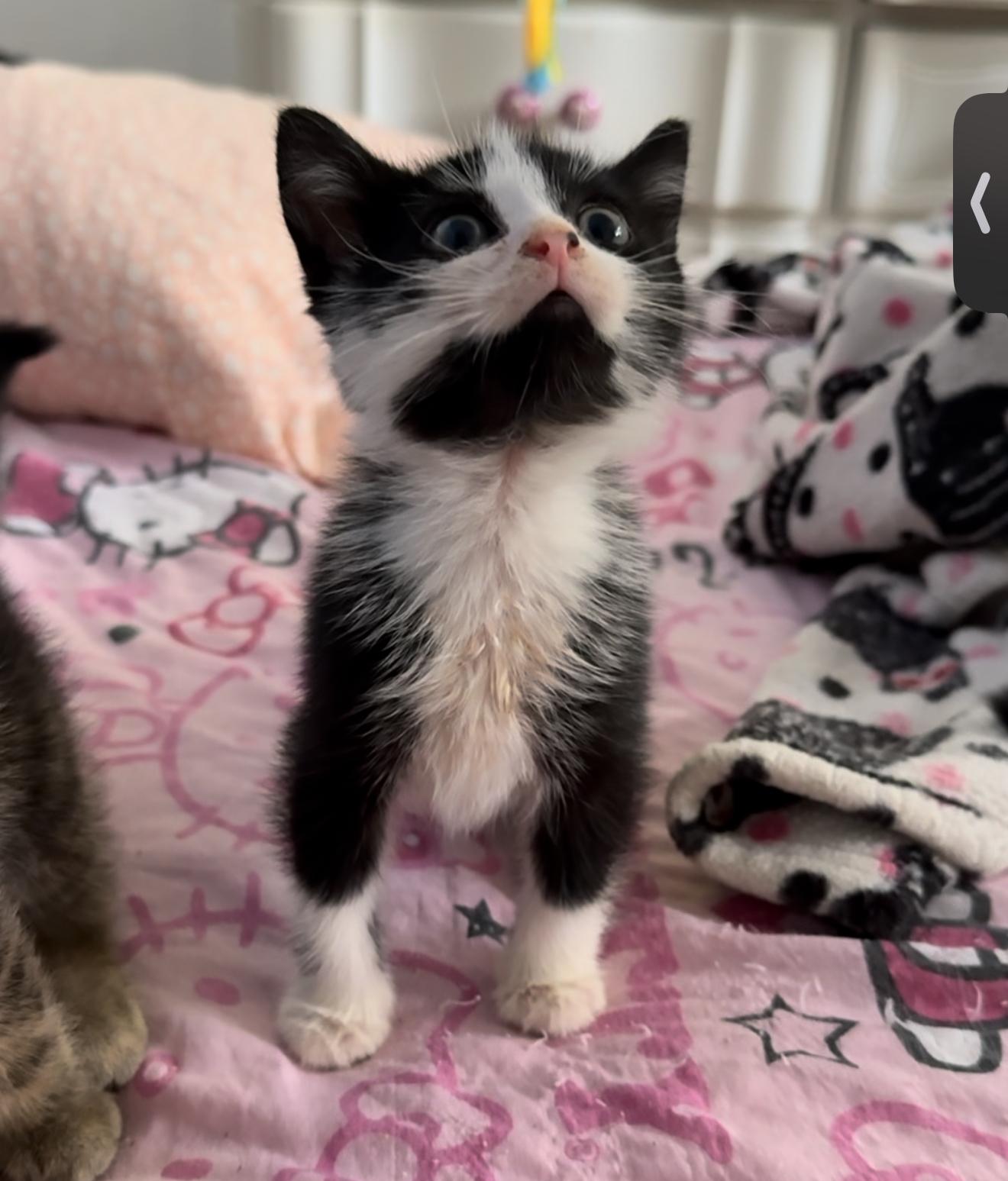 Saxton — thumbnail 4