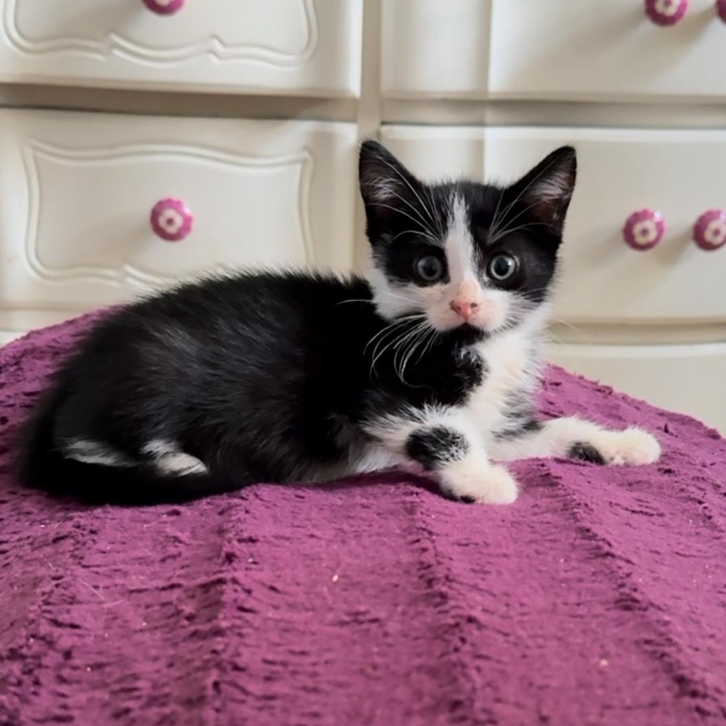 Saxton — thumbnail 5