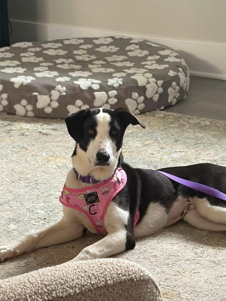 Sierra, Adoptable, Puppy Female Border Collie.