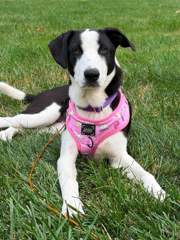 Enlarge Sierra, a Adoptable Border Collie in Charlotte, MI image 2/4