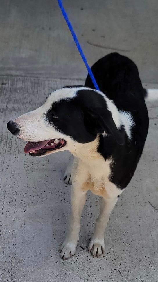 Enlarge Sierra, a Adoptable Border Collie in Charlotte, MI image 3/4