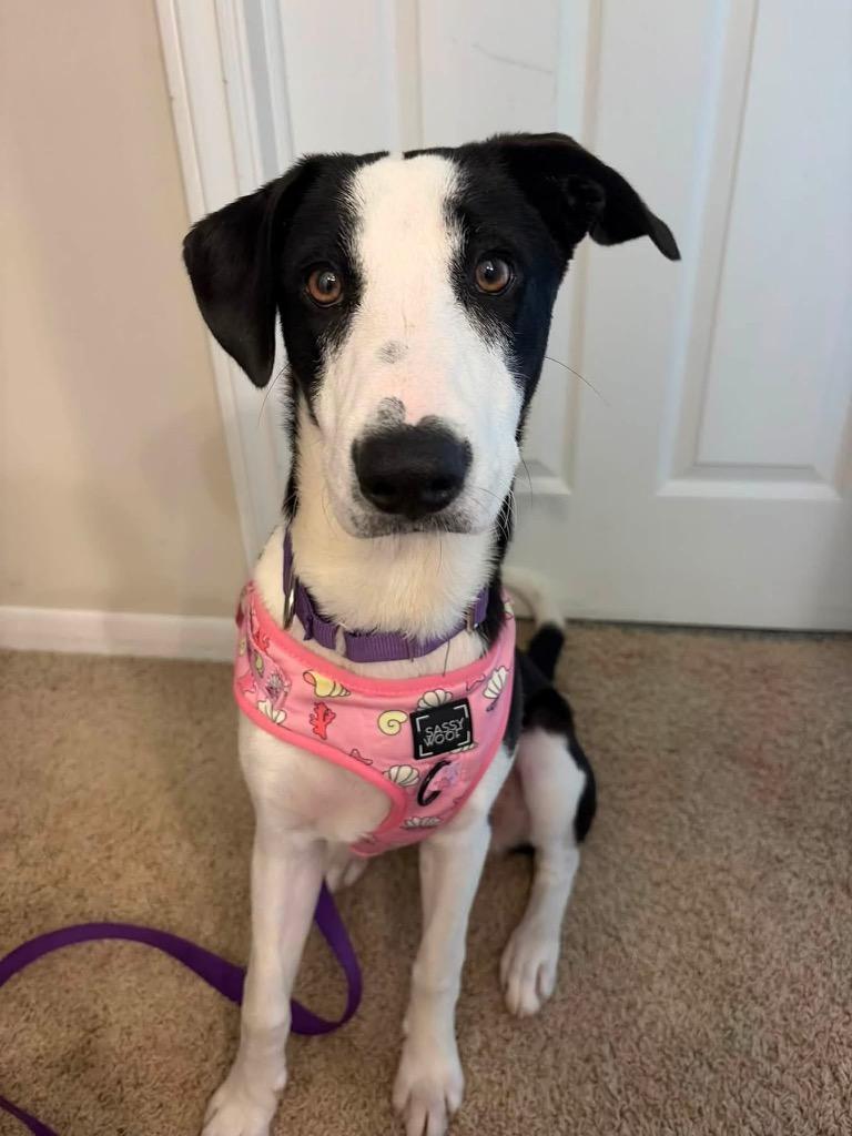 Enlarge Sierra, a Adoptable Border Collie in Charlotte, MI image 4/4