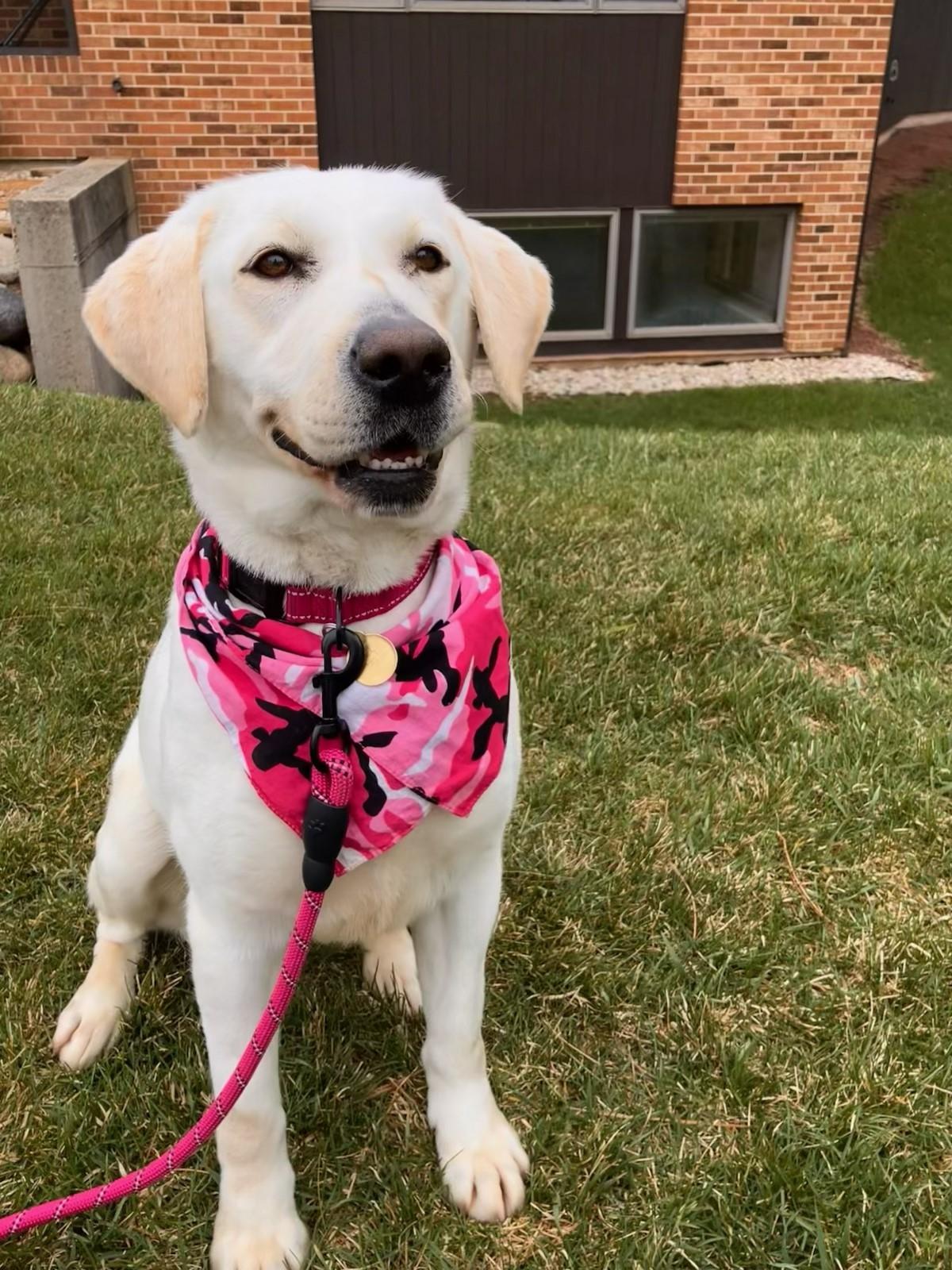 Enlarge Sophie, an adopted Yellow Labrador Retriever in Indianapolis, IN image 3/4