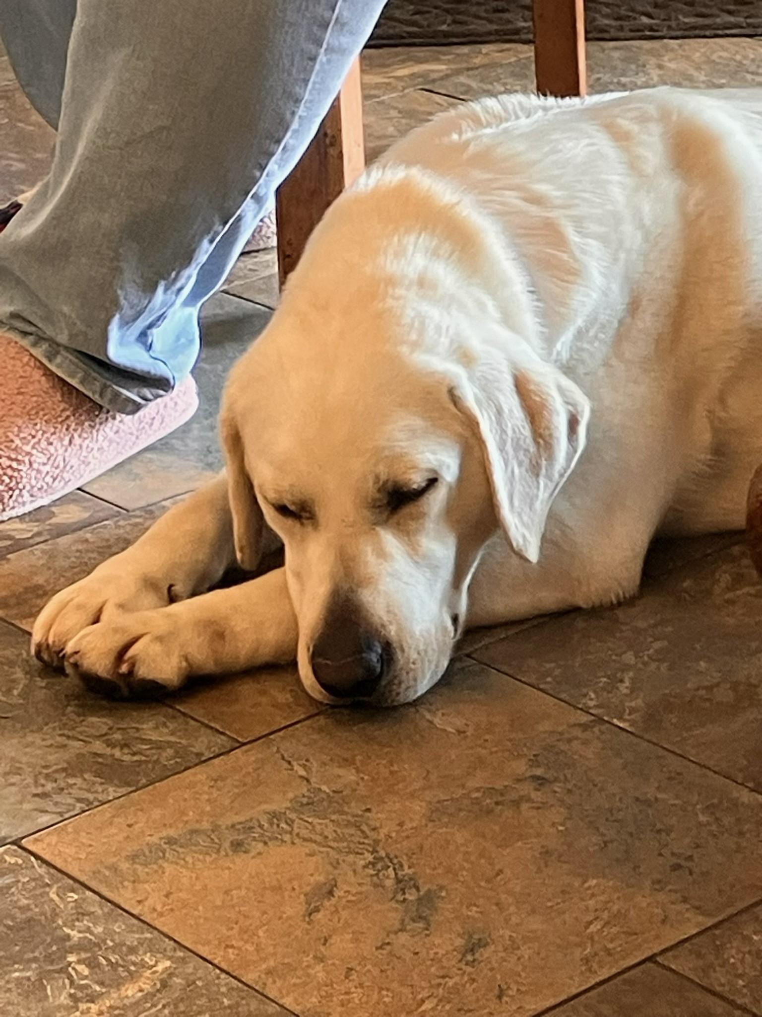 Enlarge Sophie, an adopted Yellow Labrador Retriever in Indianapolis, IN image 2/4