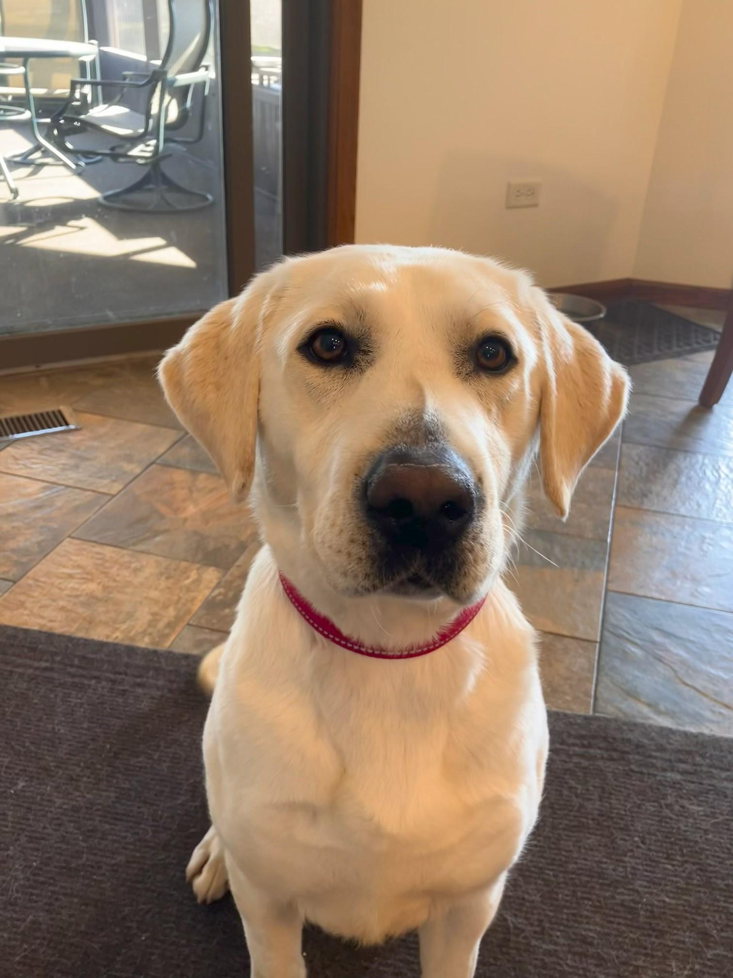 Enlarge Sophie, an adopted Yellow Labrador Retriever in Indianapolis, IN image 4/4