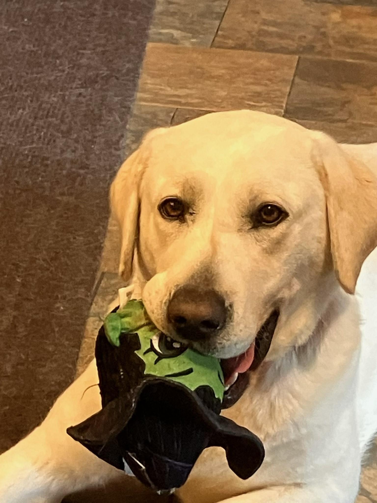 Enlarge Sophie, an adopted Yellow Labrador Retriever in Indianapolis, IN image 1/4