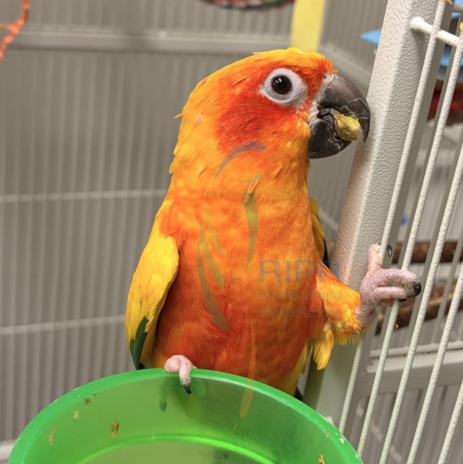 Enlarge Gracie, an adopted Conure in Warwick, RI image 3/4