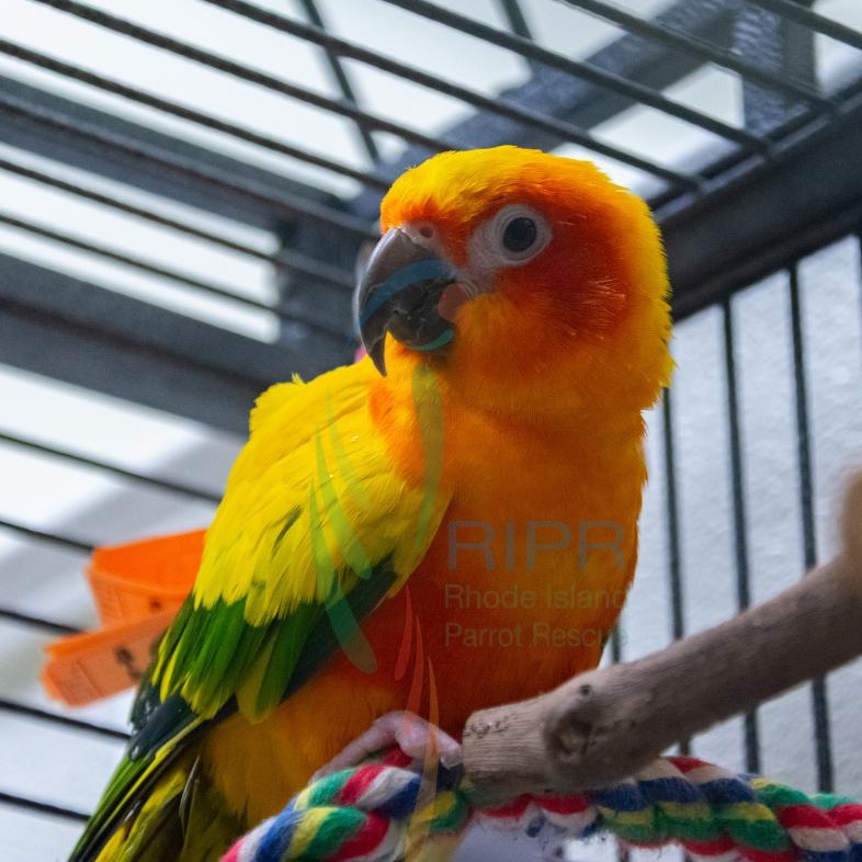 Gracie, adopted, Adult Unknown Conure.