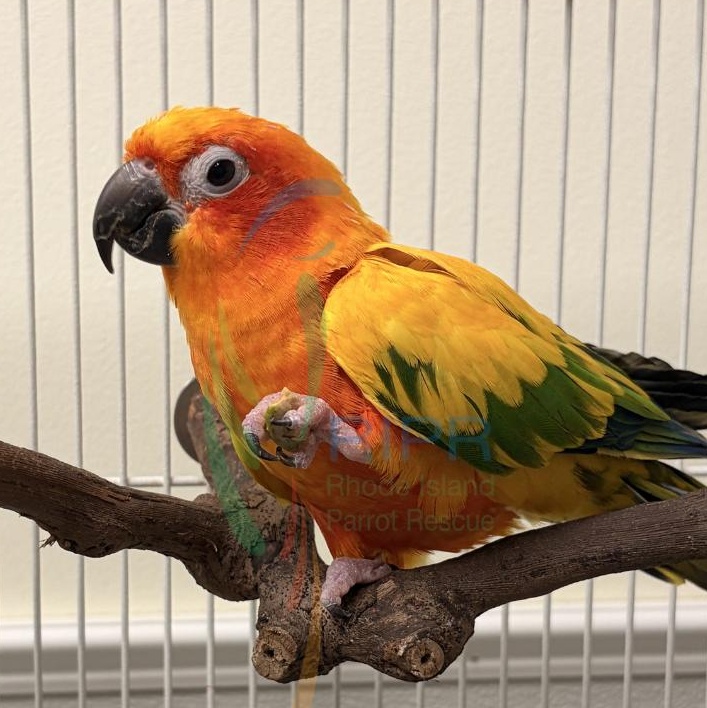 Enlarge Gracie, an adopted Conure in Warwick, RI image 2/4