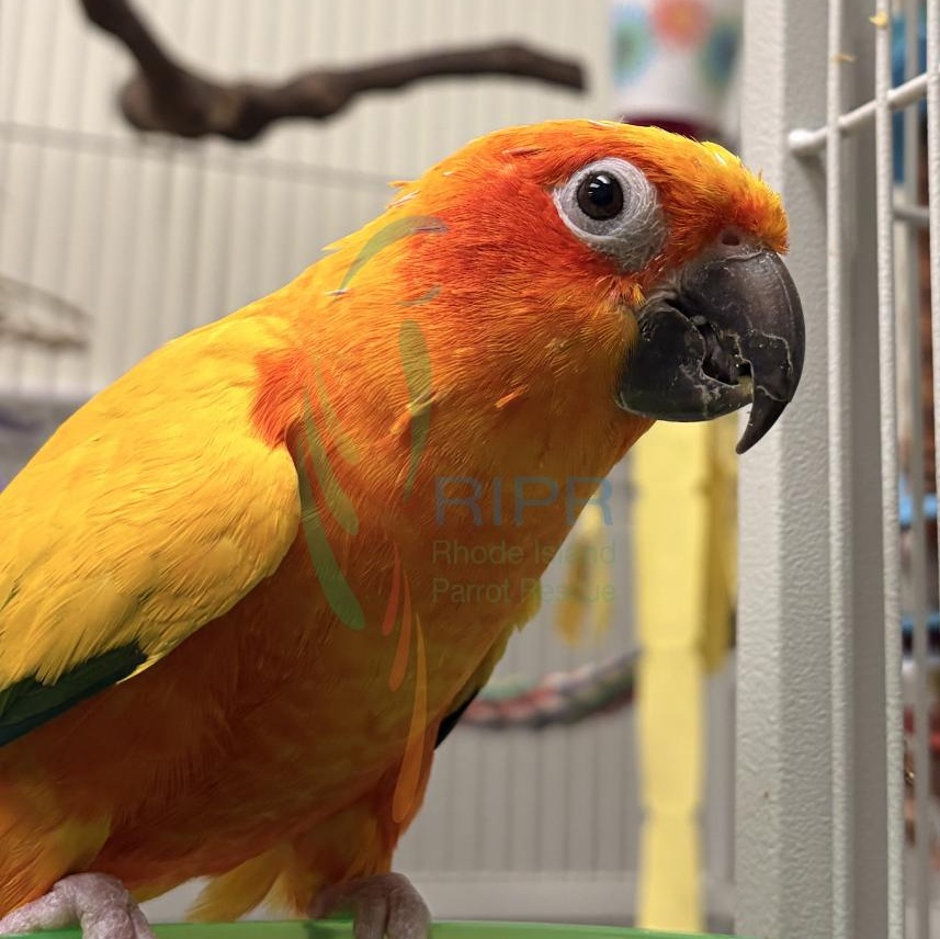 Enlarge Gracie, an adopted Conure in Warwick, RI image 4/4
