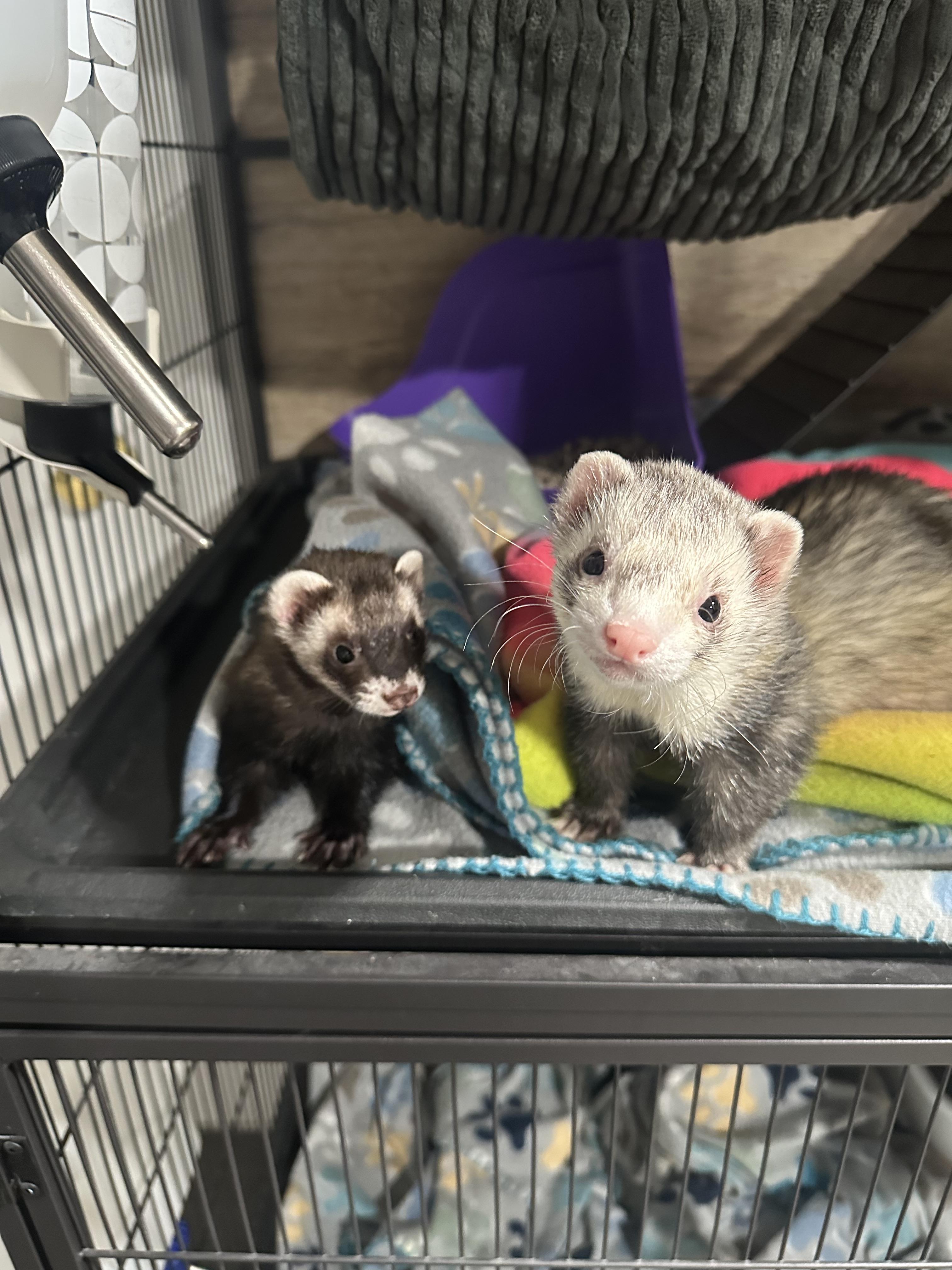 Ferrets , adopted, Adult Female Ferret.