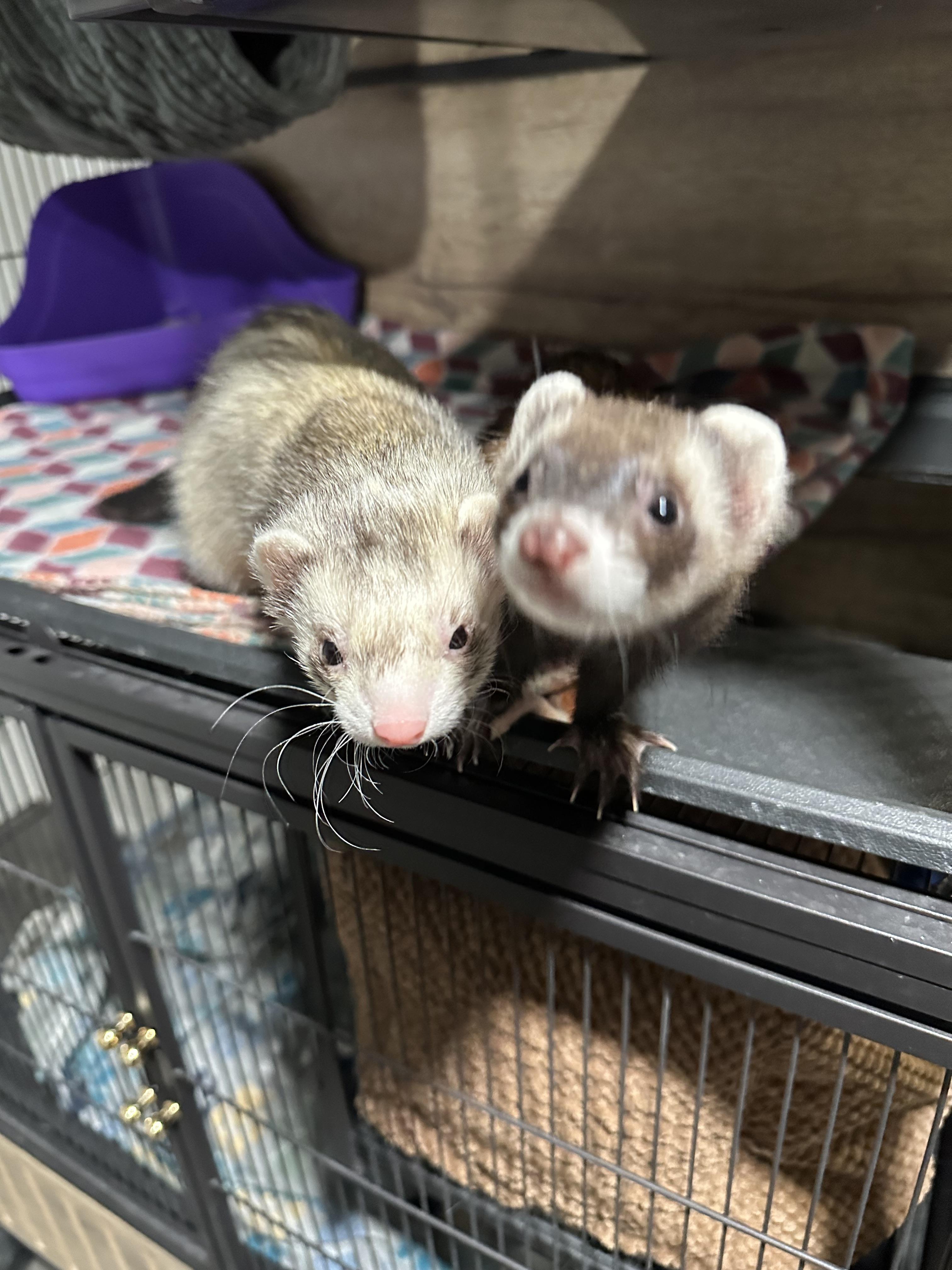 Enlarge Ferrets , an adopted Ferret in West newton, PA image 4/4