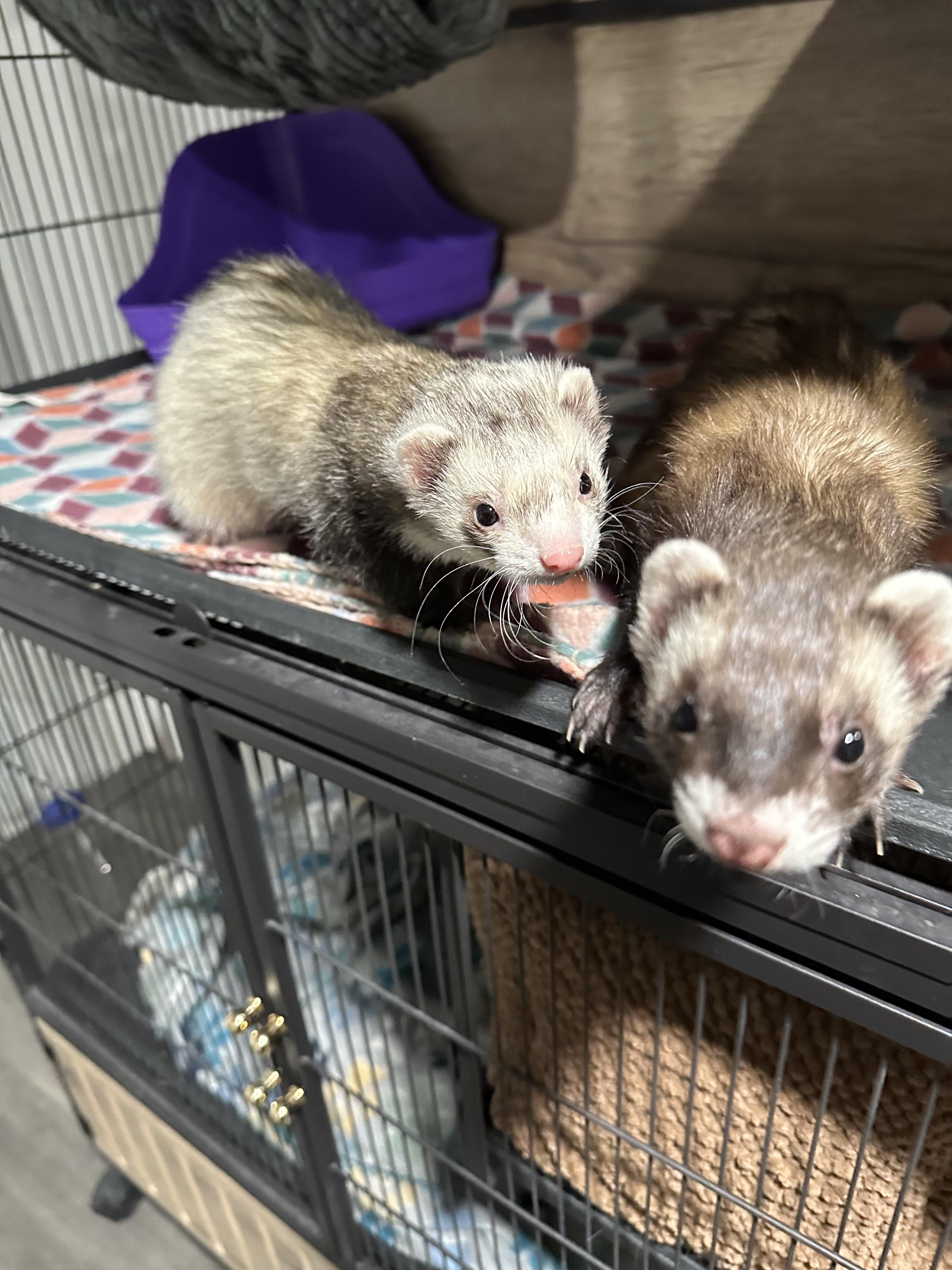 Enlarge Ferrets , an adopted Ferret in West newton, PA image 2/4