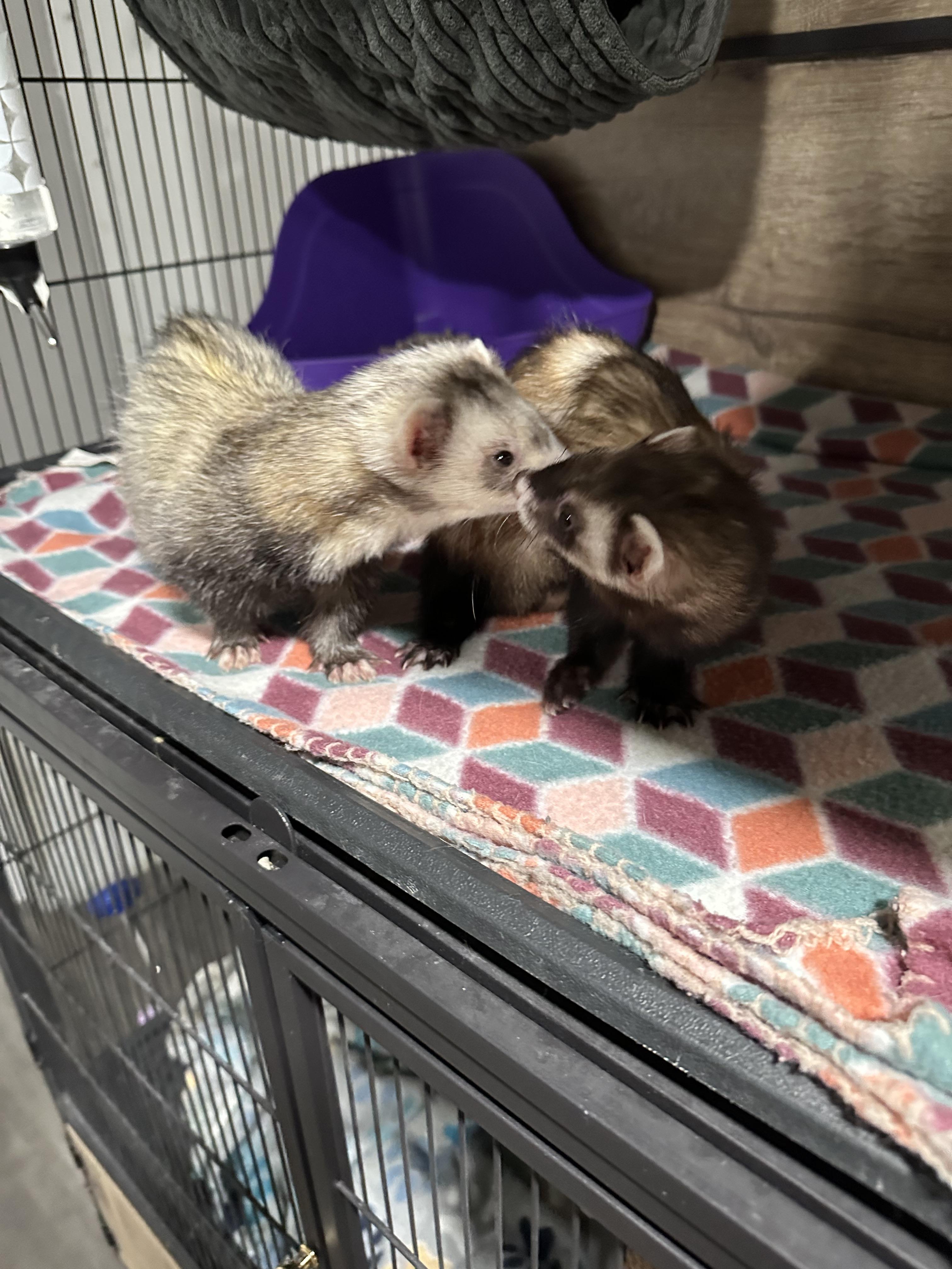 Enlarge Ferrets , an adopted Ferret in West newton, PA image 3/4