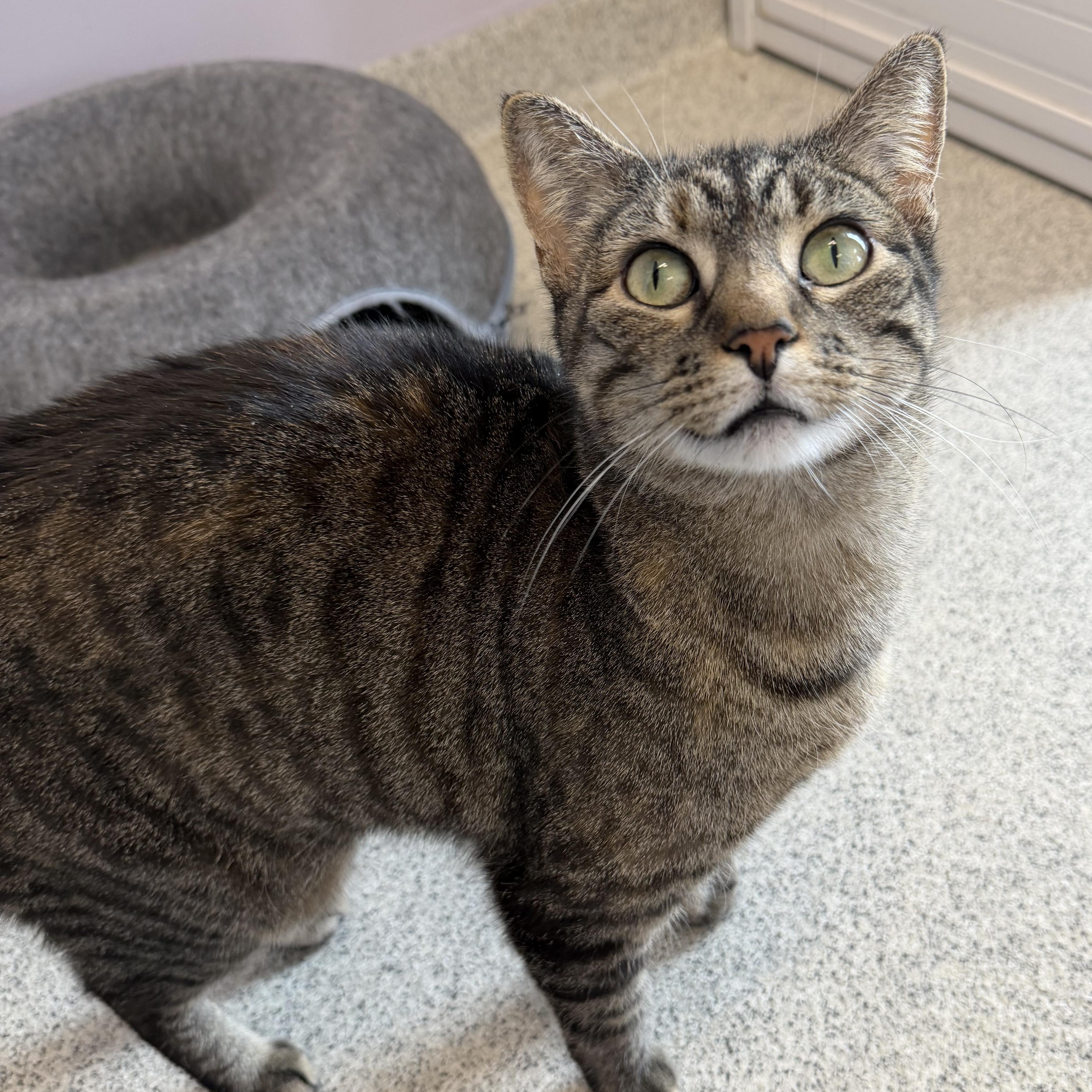 Enlarge Claudia, a ADOPTABLE Domestic Short Hair in Cooperstown, NY image 2/4