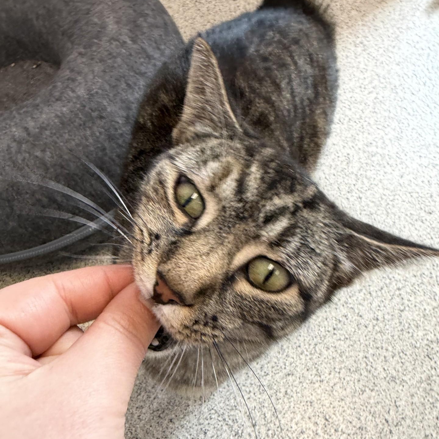 Enlarge Claudia, a ADOPTABLE Domestic Short Hair in Cooperstown, NY image 3/4