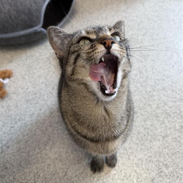 Claudia, ADOPTABLE, Adult Female Domestic Short Hair.