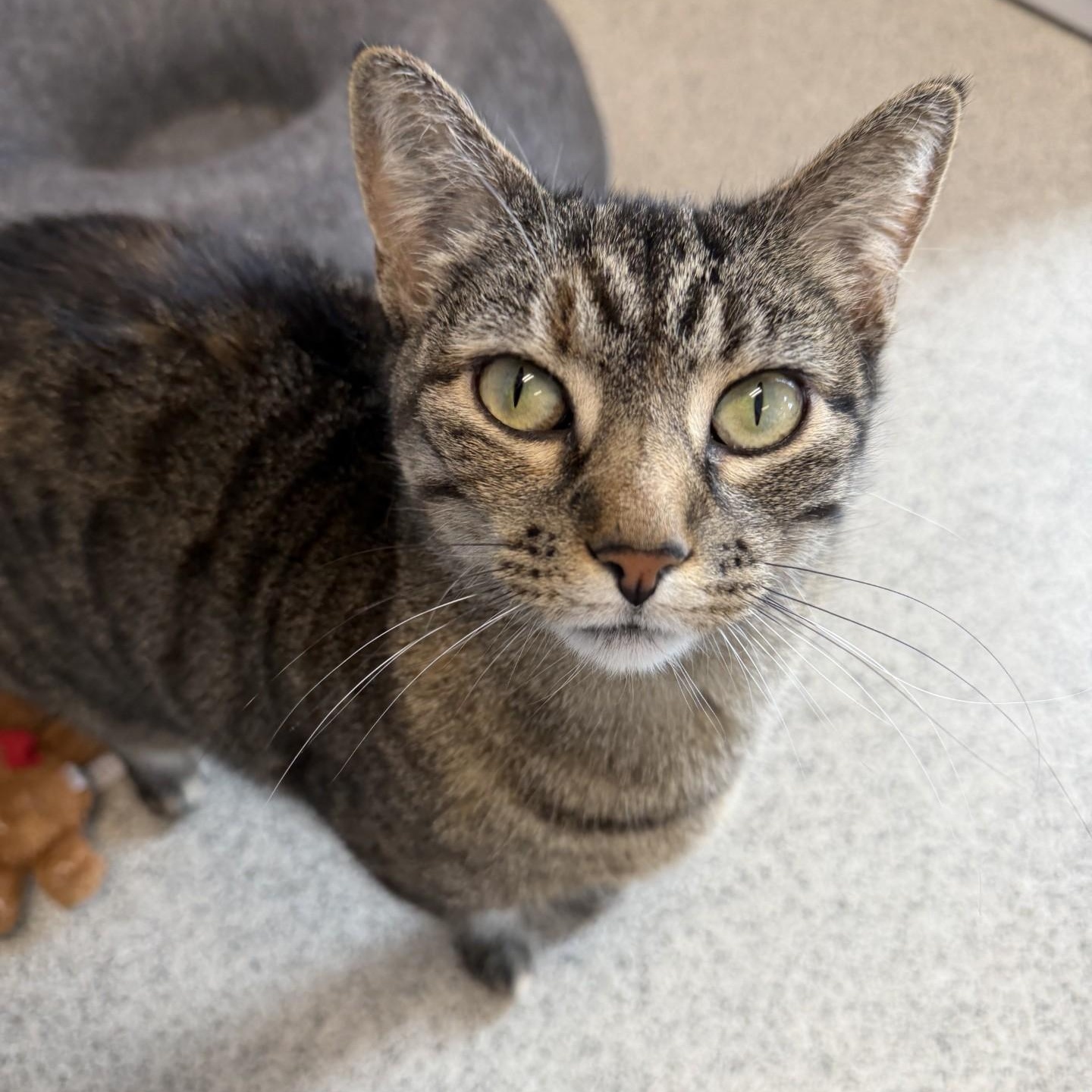 Enlarge Claudia, a ADOPTABLE Domestic Short Hair in Cooperstown, NY image 4/4