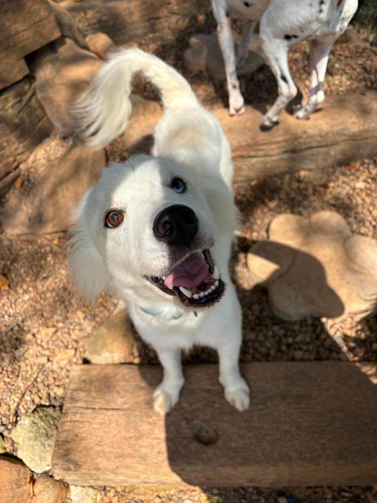 Shasta, Adoptable, Young Female Shiba Inu & Husky.