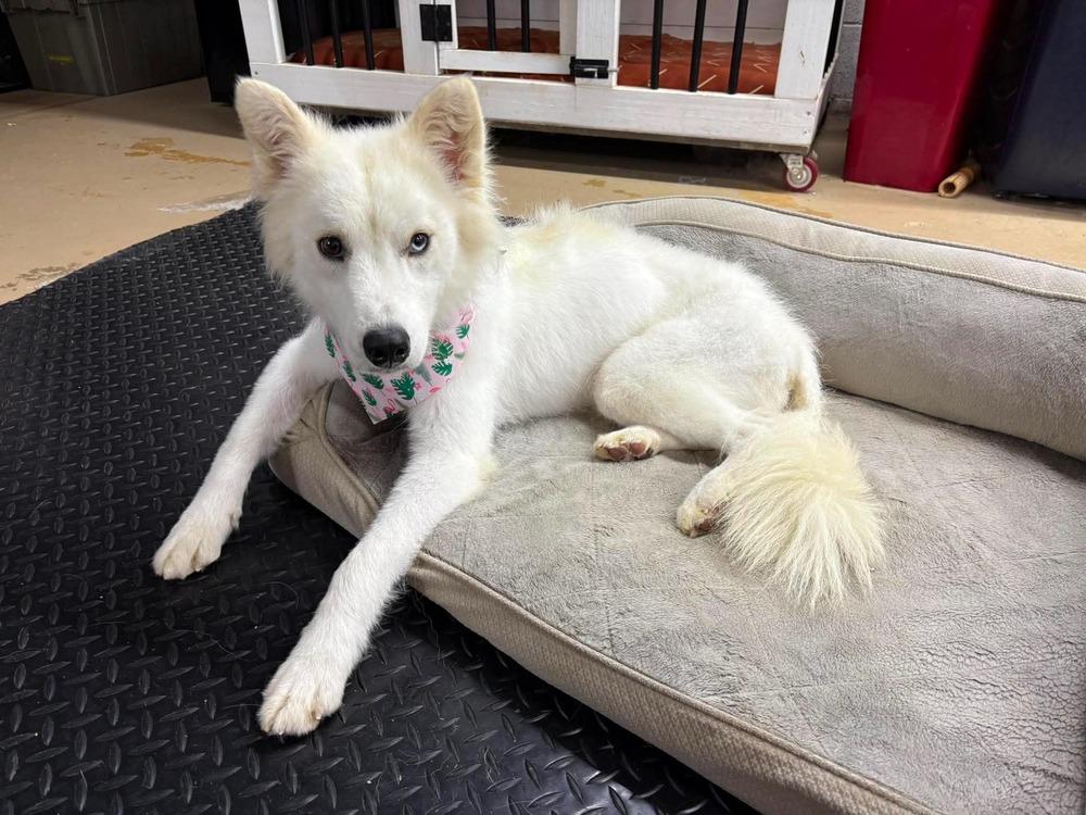 Enlarge Shasta, a Adoptable mixed breed in Middletown, CT image 2/6