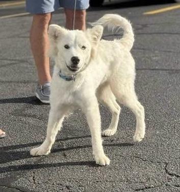 Enlarge Shasta, a Adoptable mixed breed in Middletown, CT image 3/6
