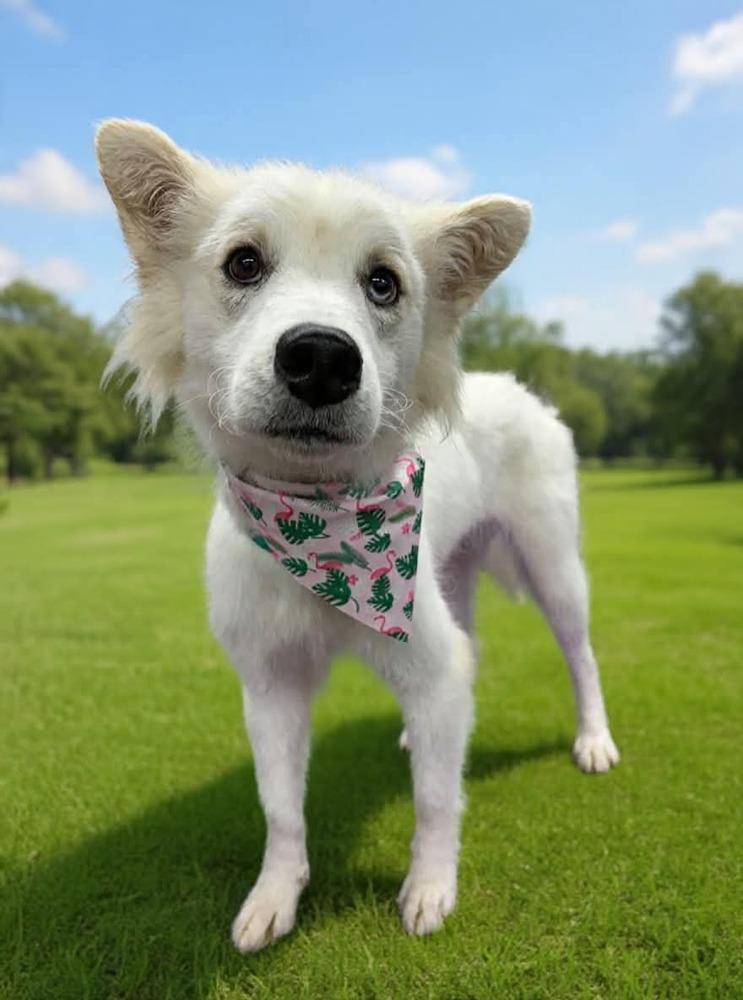 Enlarge Shasta, a Adoptable mixed breed in Middletown, CT image 4/6