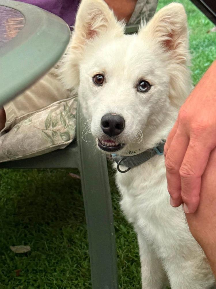 Enlarge Shasta, a Adoptable mixed breed in Middletown, CT image 5/6